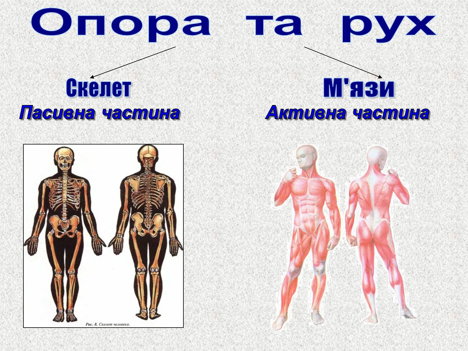 Презентація на тему «Опорно-рухова система людини» - Слайд #2