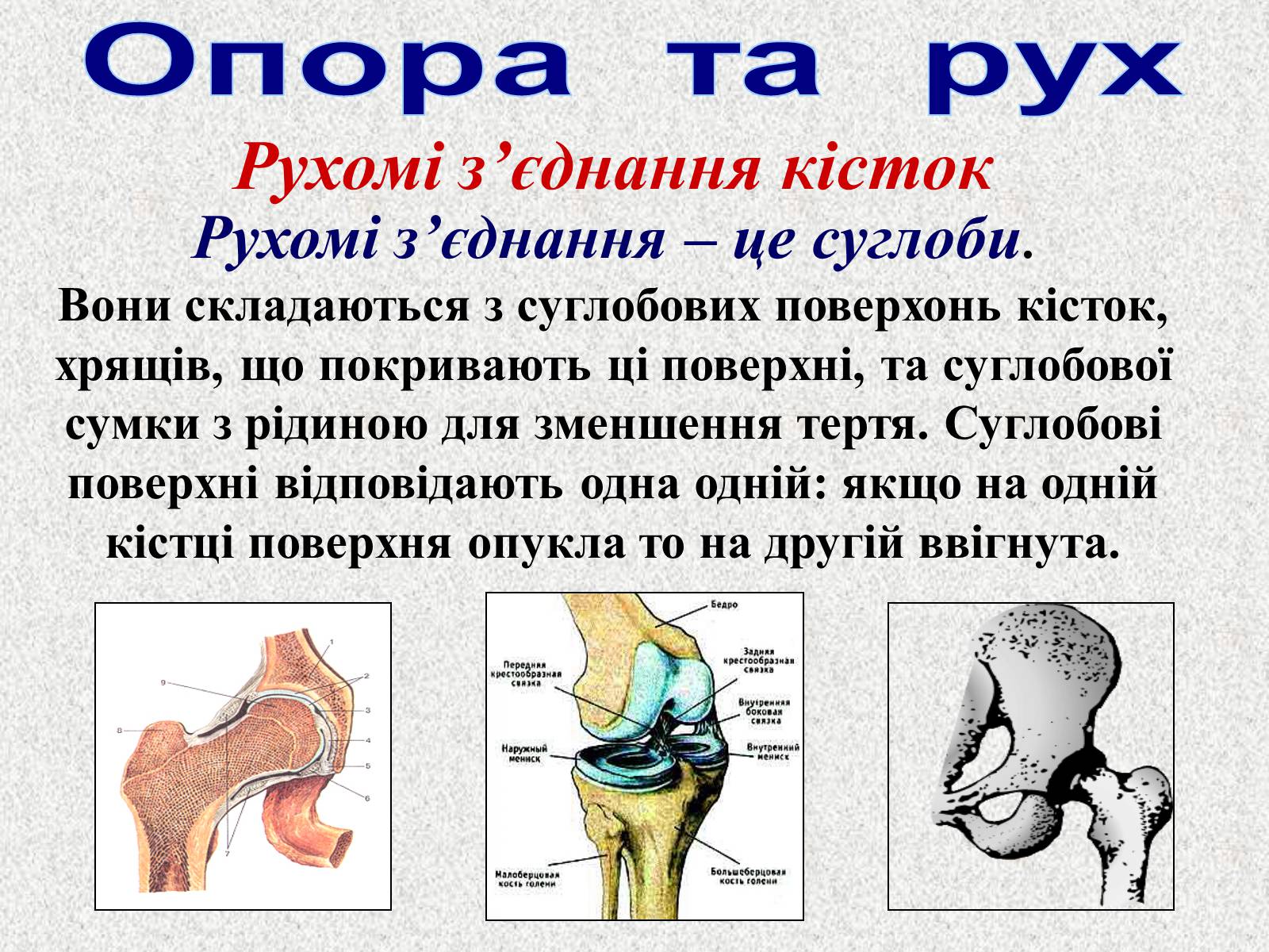 Презентація на тему «Опорно-рухова система людини» - Слайд #22