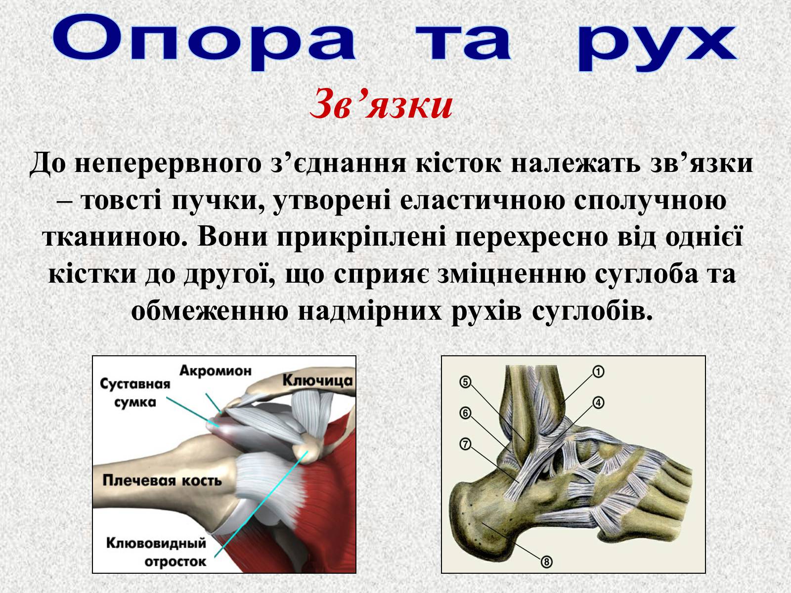 Презентація на тему «Опорно-рухова система людини» - Слайд #25