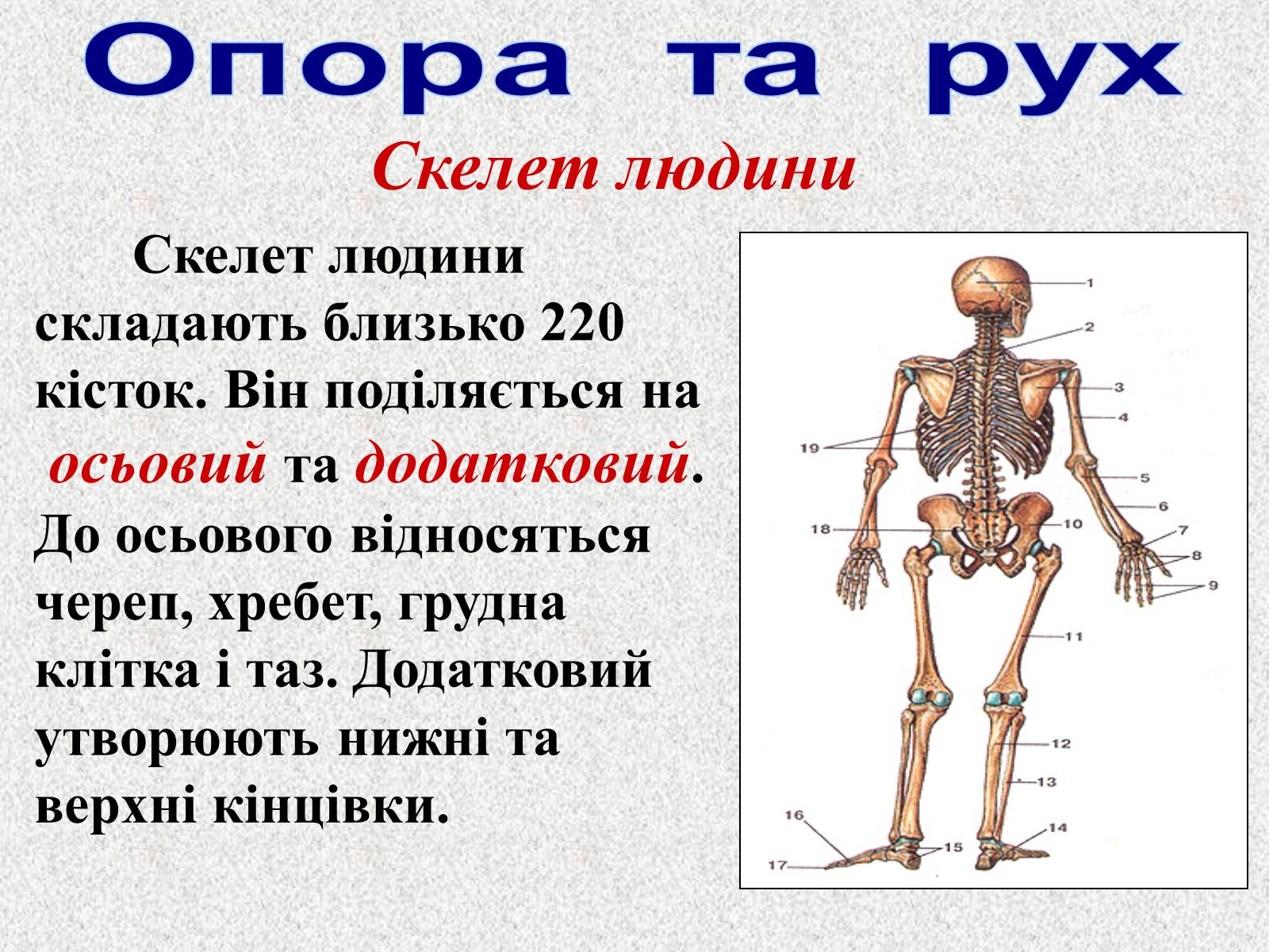 Презентація на тему «Опорно-рухова система людини» - Слайд #27