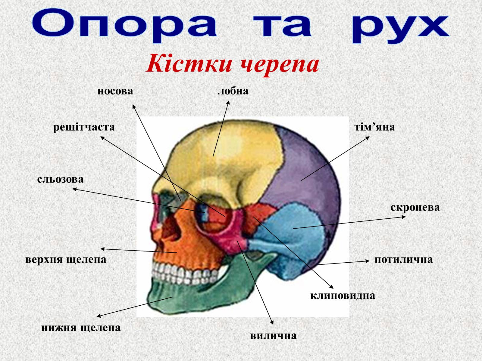 Презентація на тему «Опорно-рухова система людини» - Слайд #29