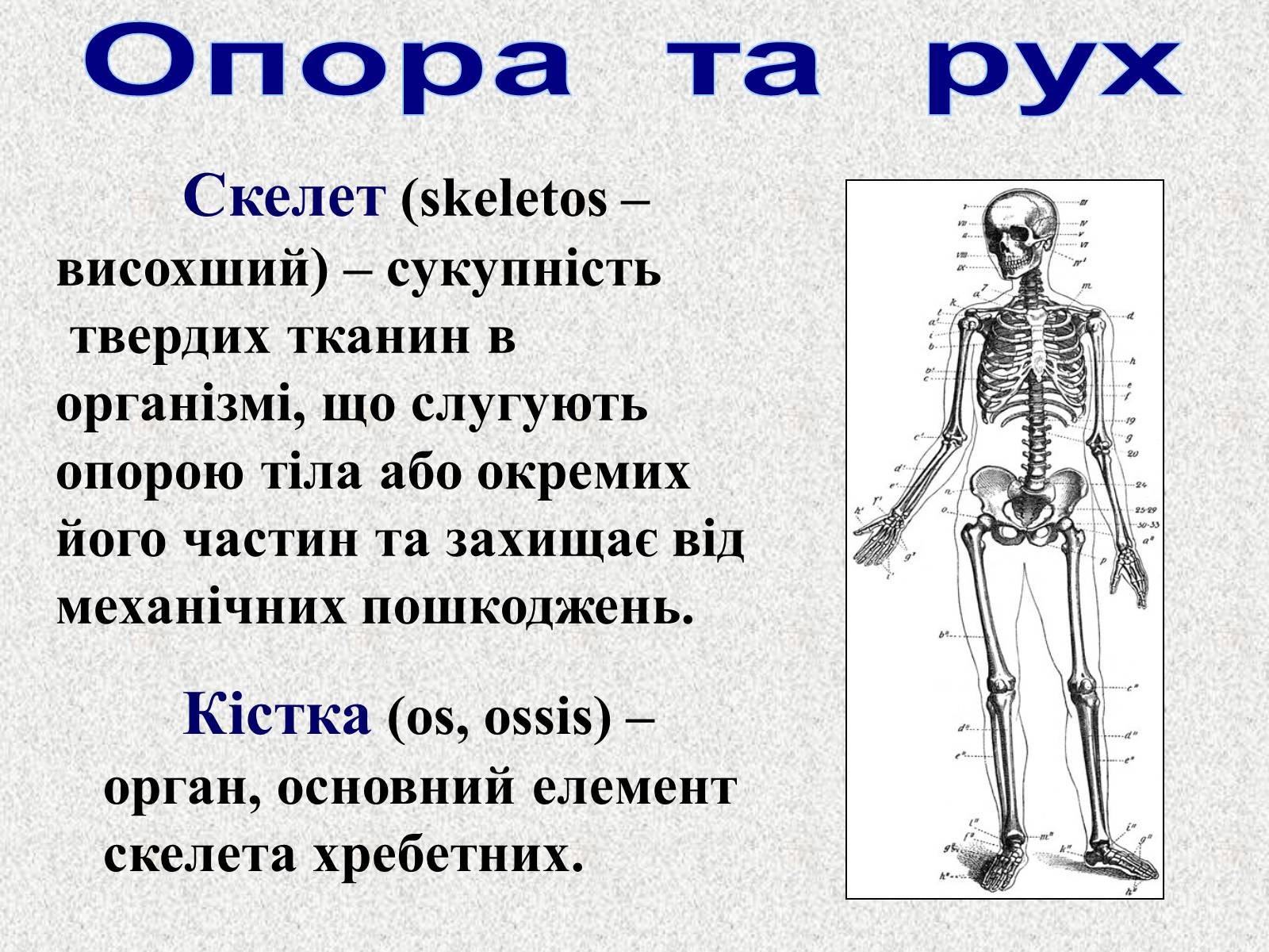 Презентація на тему «Опорно-рухова система людини» - Слайд #3