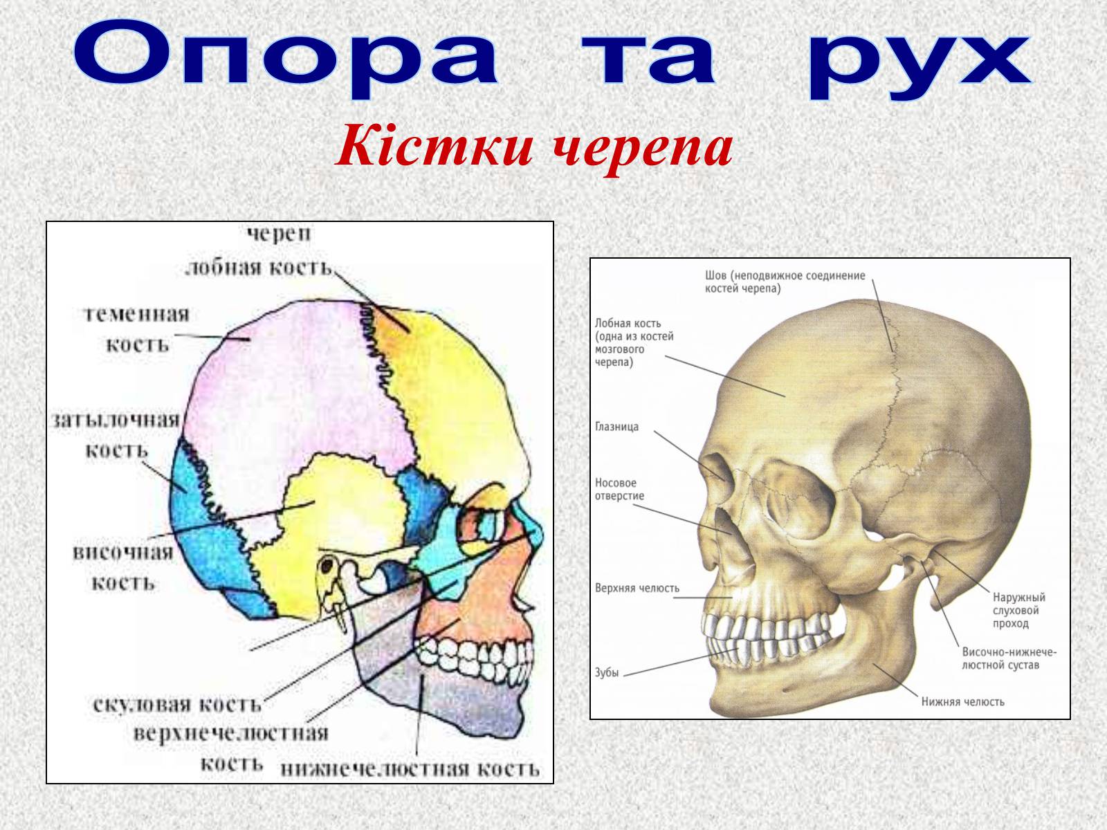 Презентація на тему «Опорно-рухова система людини» - Слайд #30