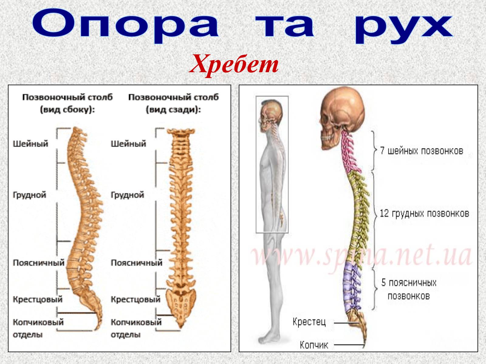 Позвоночник функции. Позвоночный столб опора жизни. Позвоночник является опорой тела?. Рухи хребта антирефлекс. Что та что такое от хребта.