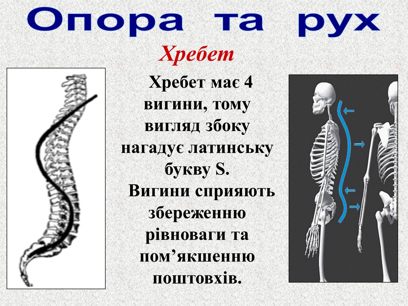 Презентація на тему «Опорно-рухова система людини» - Слайд #37