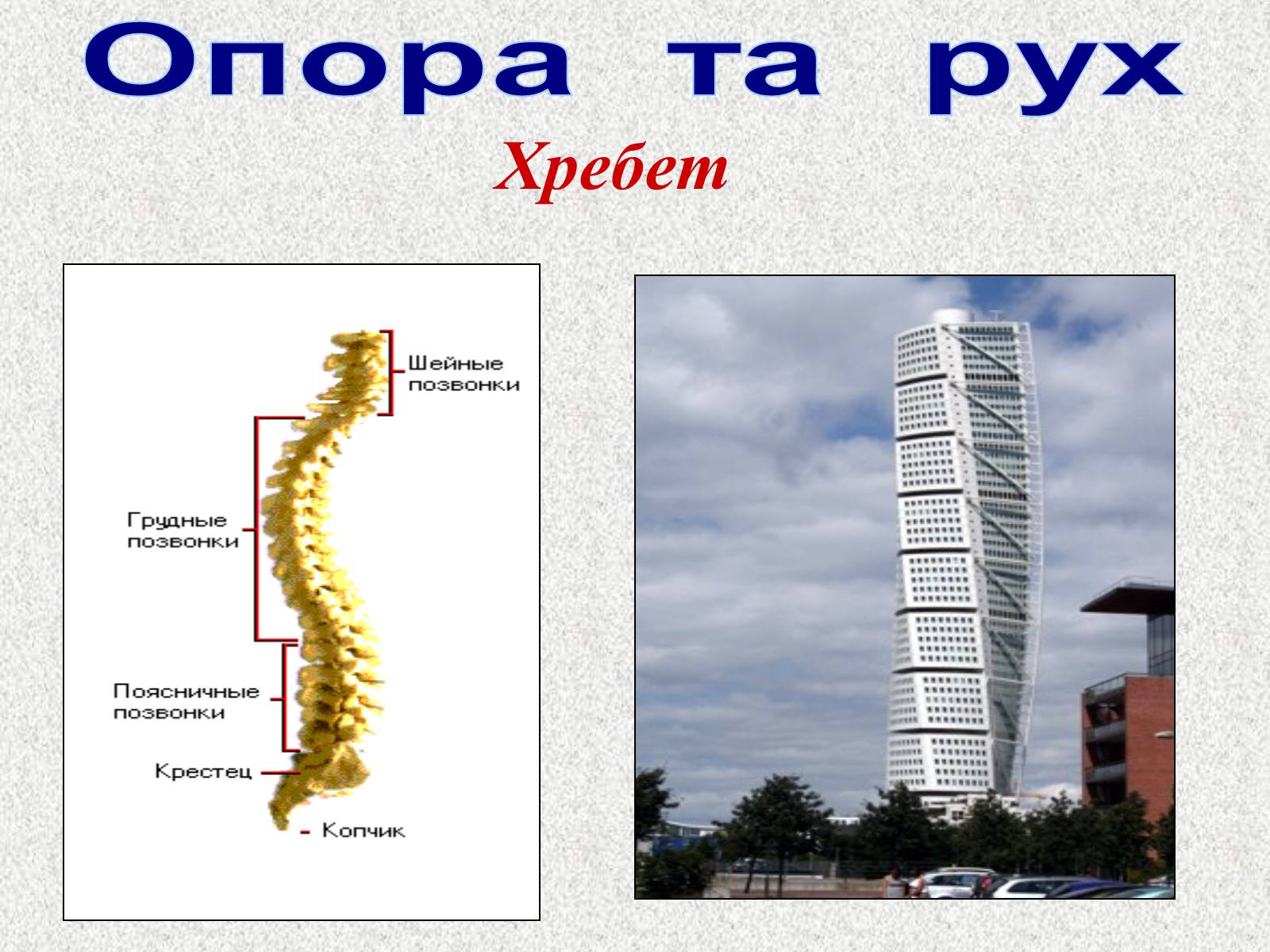 Презентація на тему «Опорно-рухова система людини» - Слайд #38