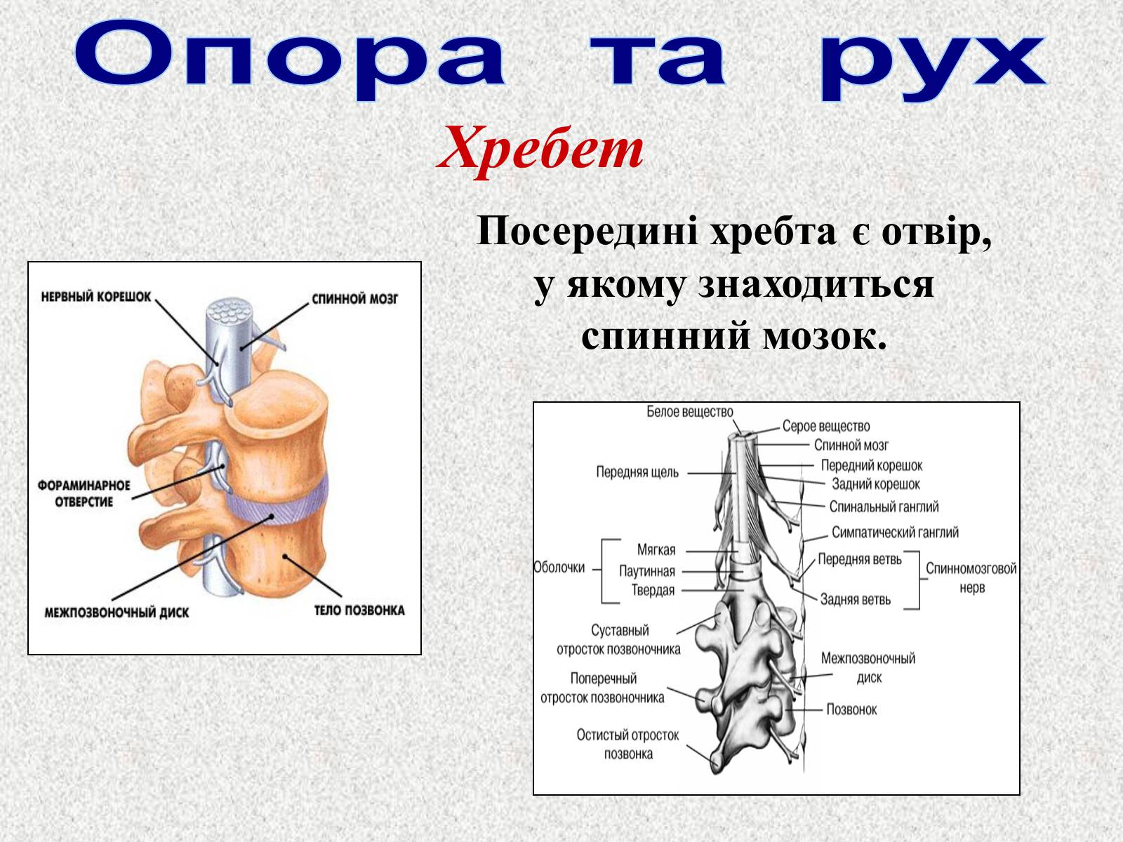 Презентація на тему «Опорно-рухова система людини» - Слайд #39