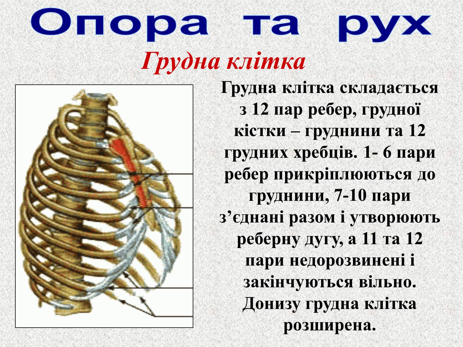 Презентація на тему «Опорно-рухова система людини» - Слайд #42