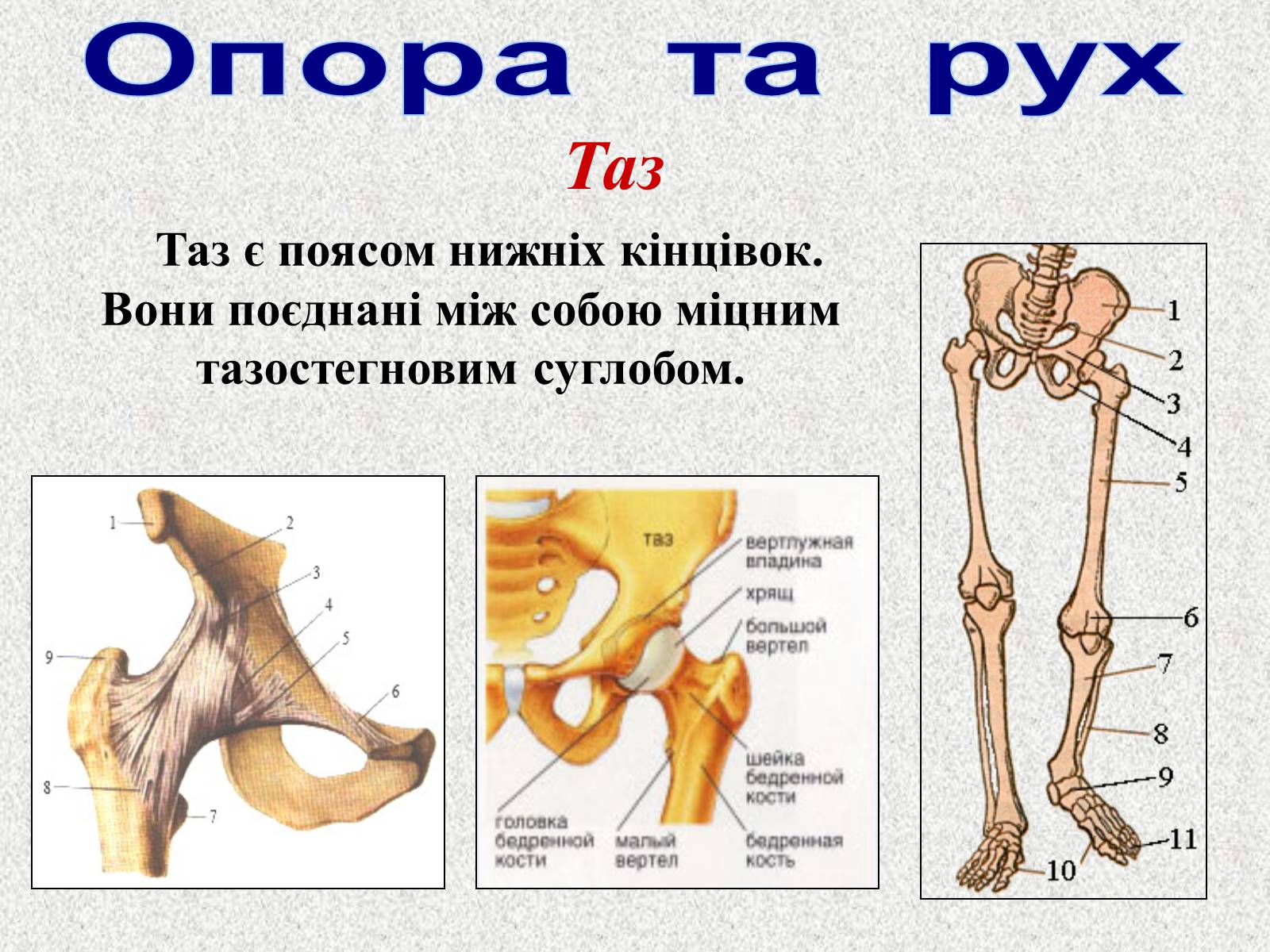 Презентація на тему «Опорно-рухова система людини» - Слайд #48