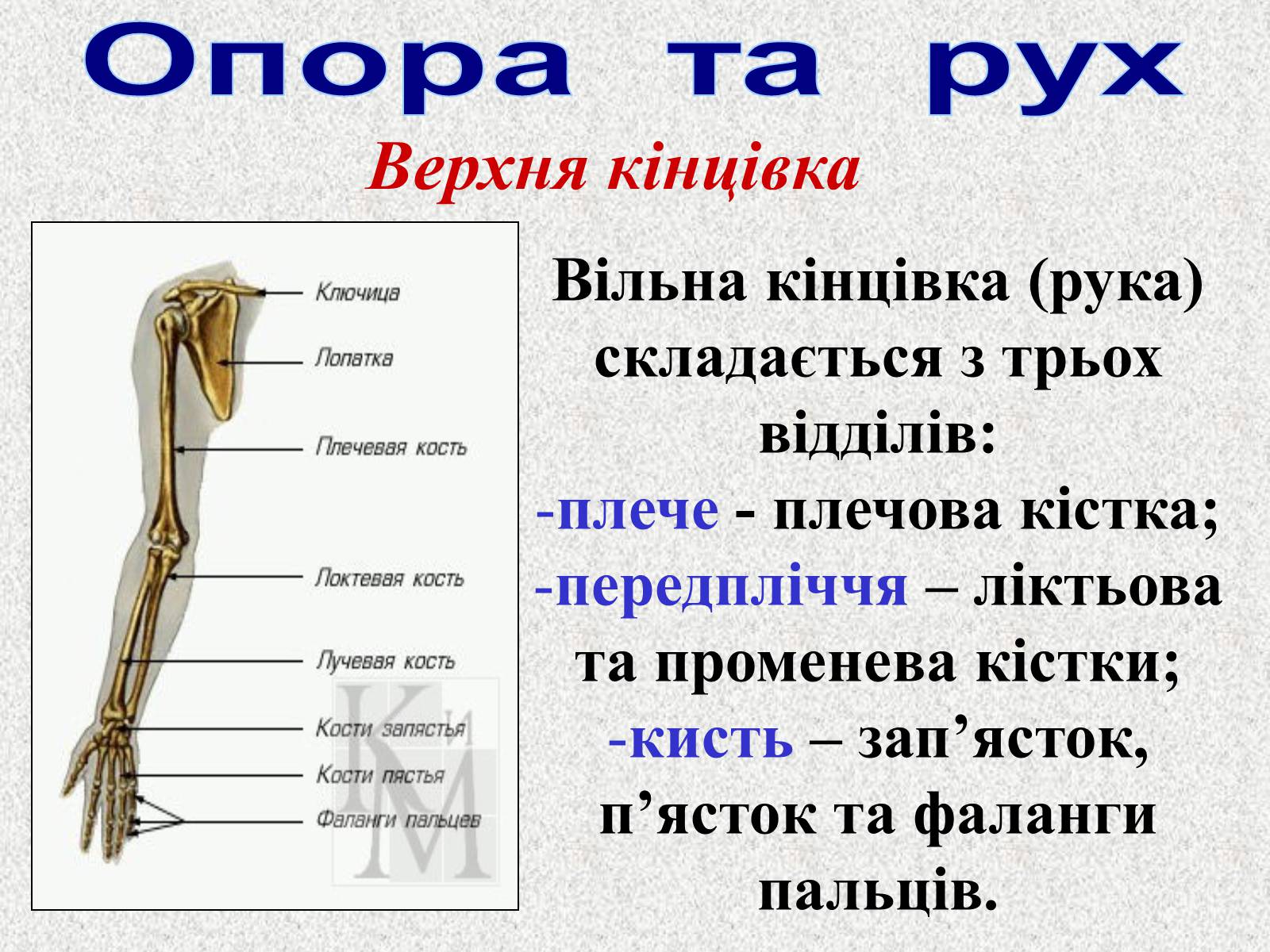 Презентація на тему «Опорно-рухова система людини» - Слайд #53