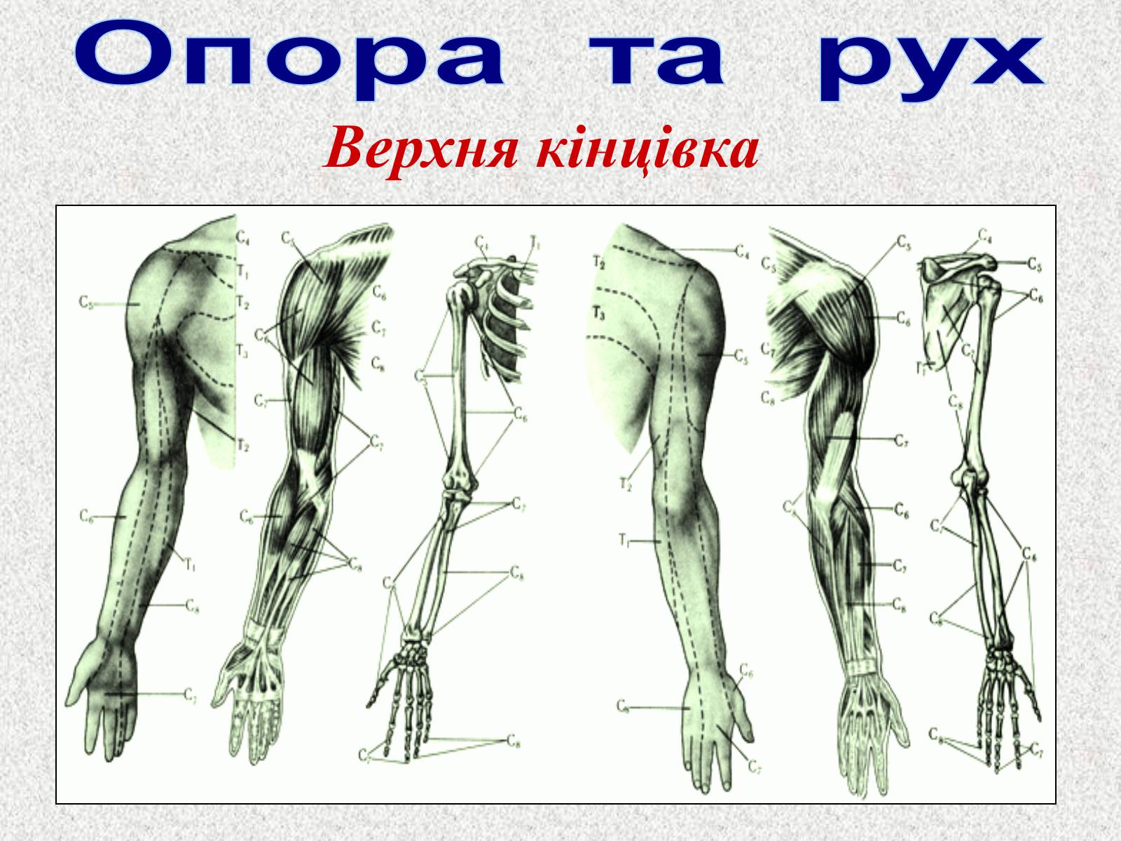 Презентація на тему «Опорно-рухова система людини» - Слайд #54