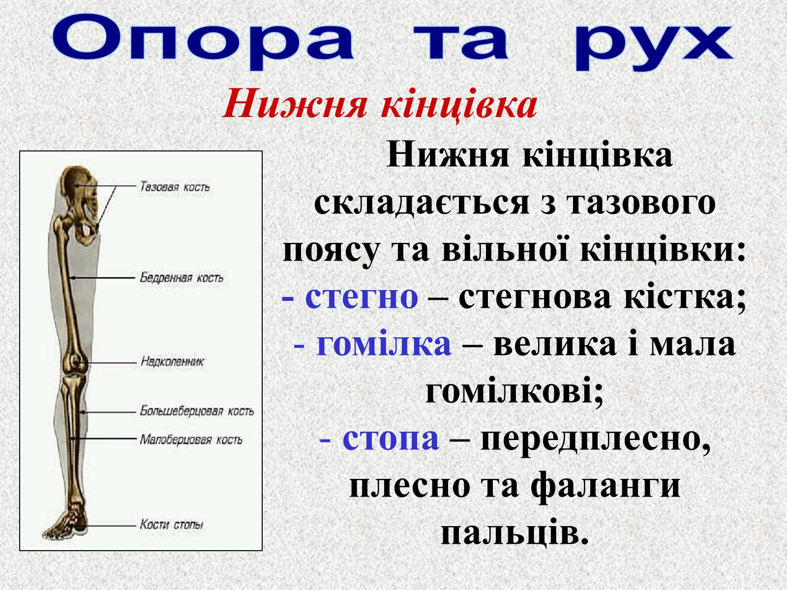 Презентація на тему «Опорно-рухова система людини» - Слайд #56