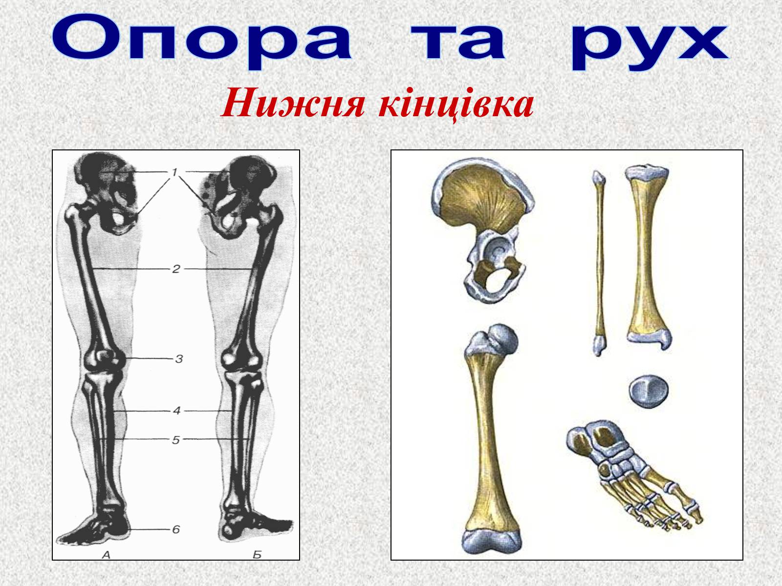 Презентація на тему «Опорно-рухова система людини» - Слайд #58