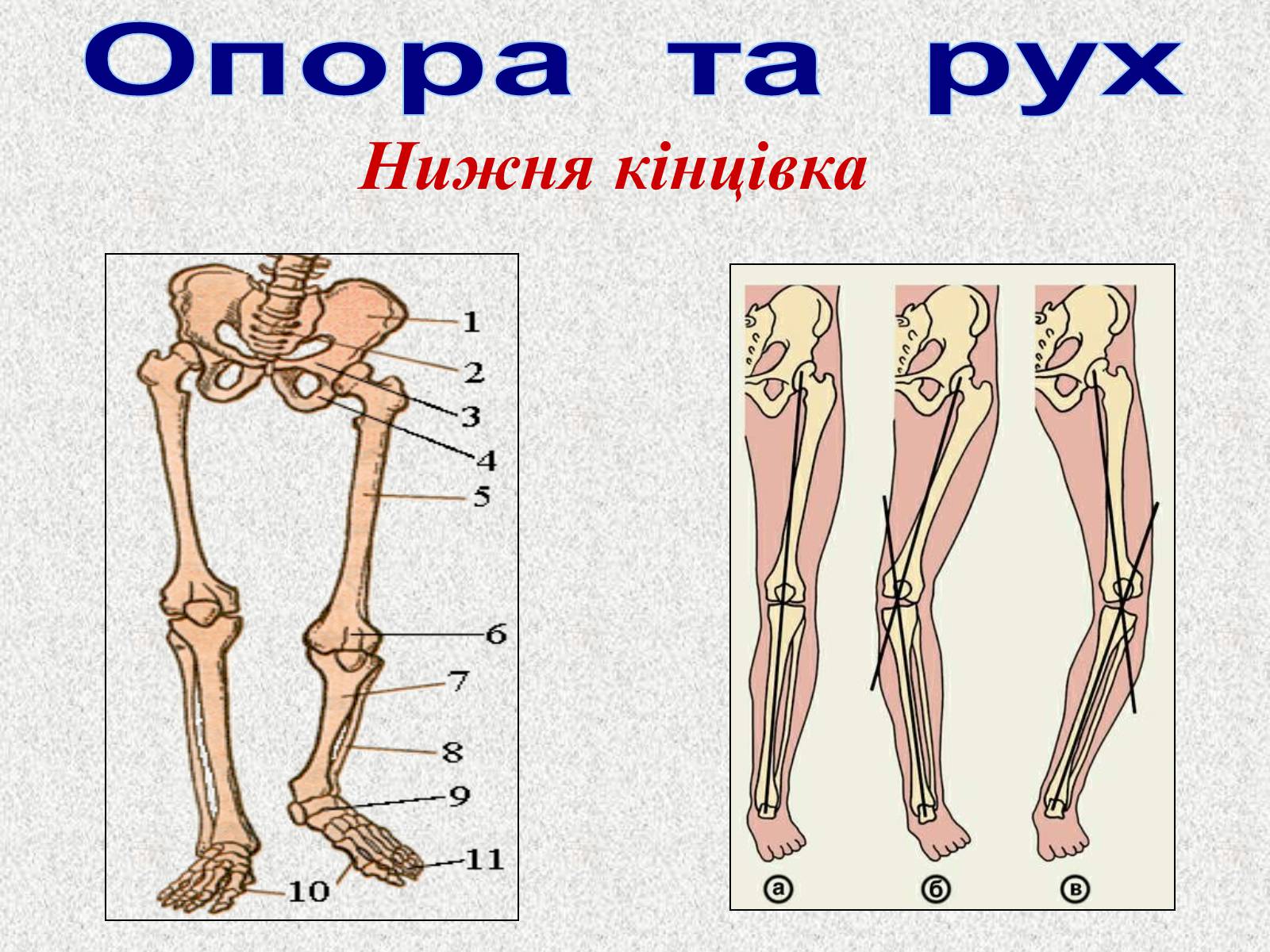 Презентація на тему «Опорно-рухова система людини» - Слайд #59