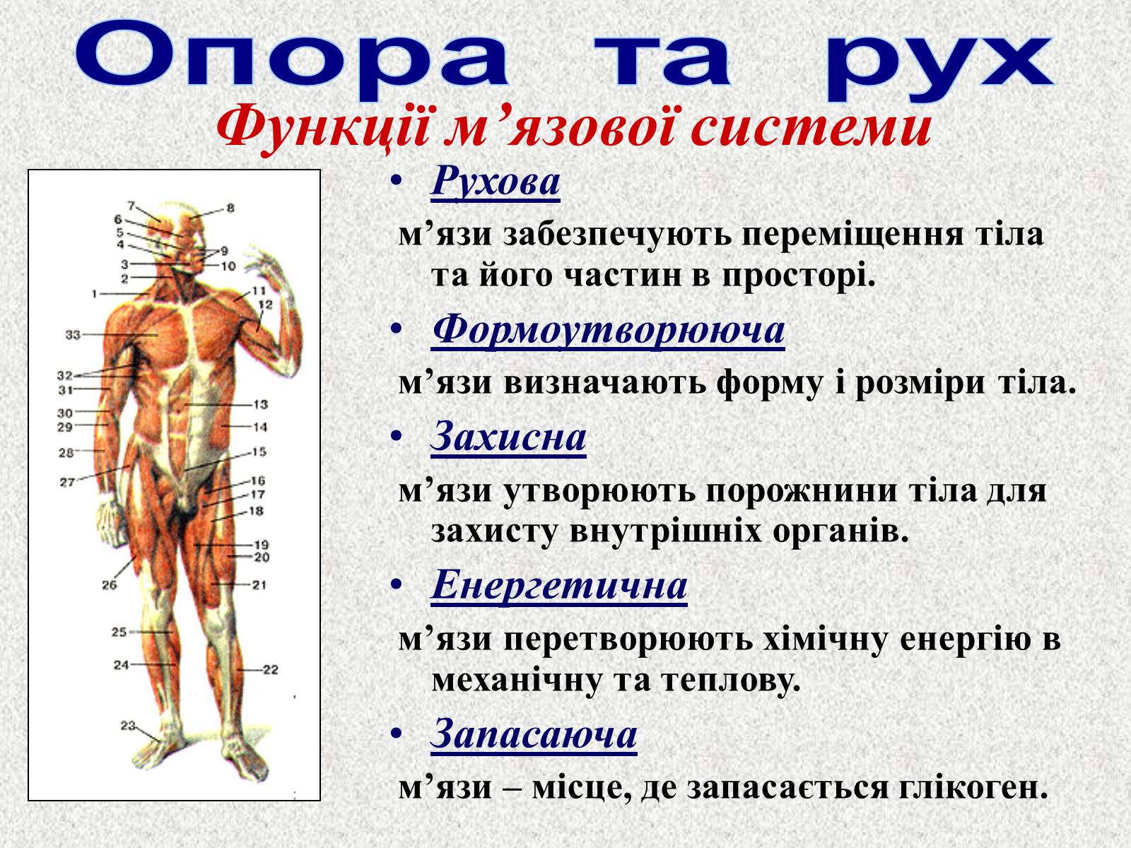 Презентація на тему «Опорно-рухова система людини» - Слайд #6