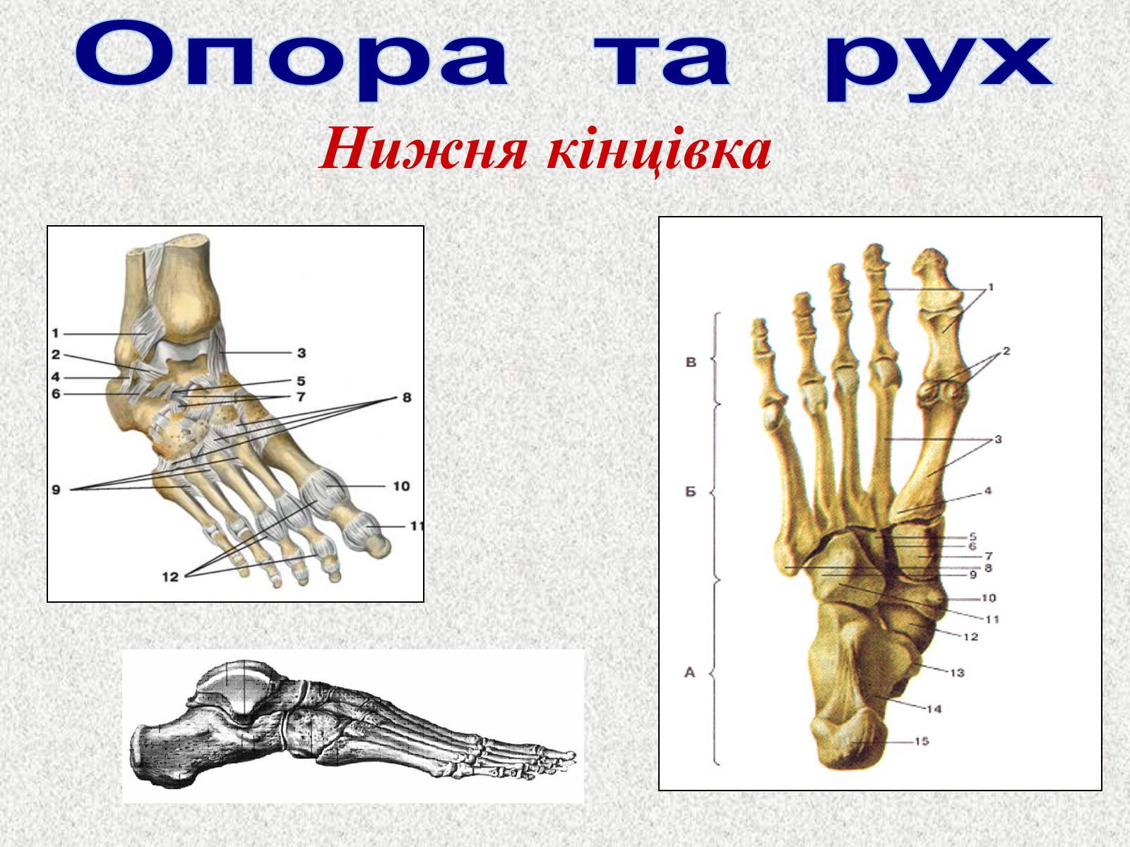 Презентація на тему «Опорно-рухова система людини» - Слайд #61