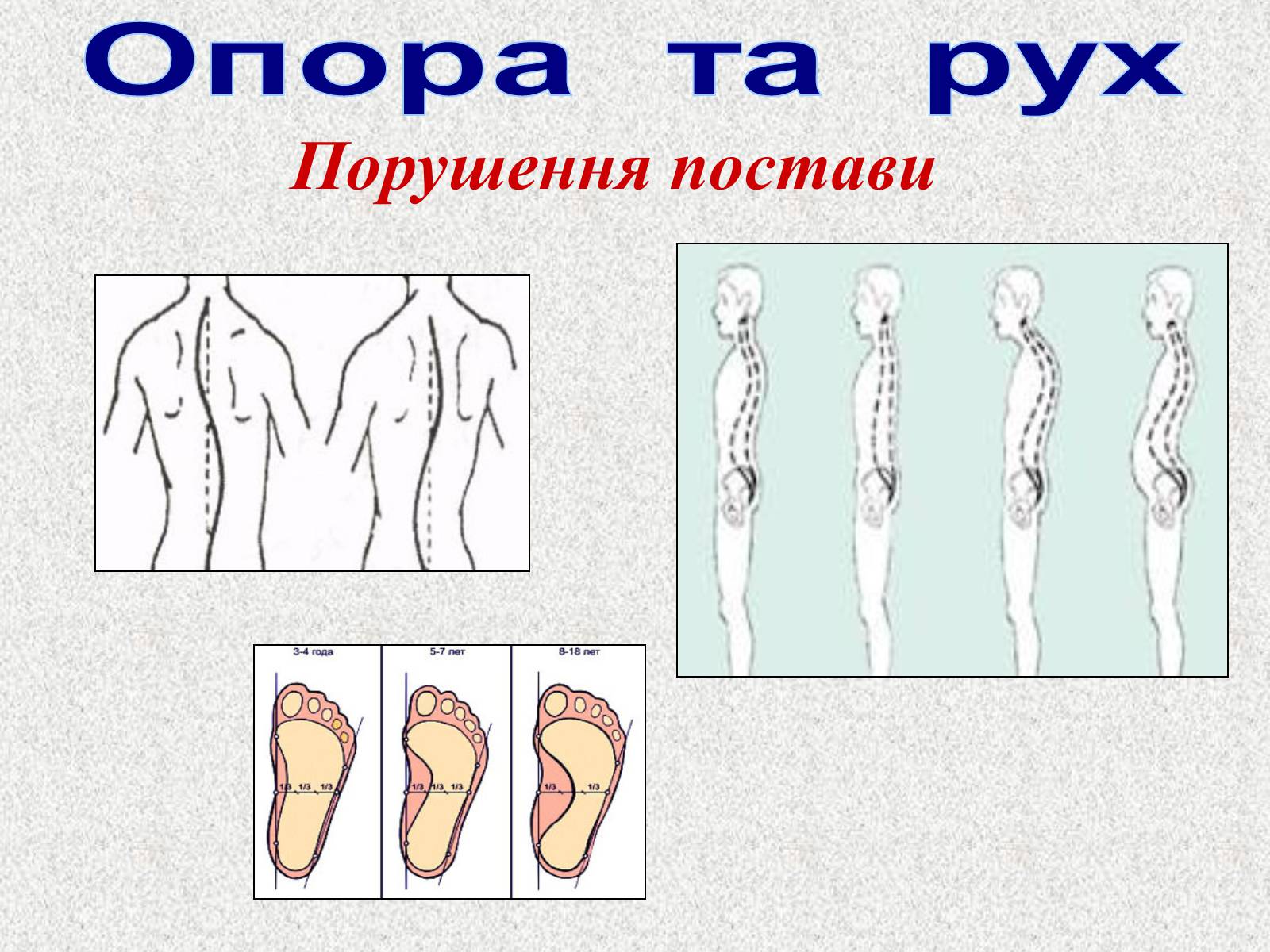 Презентація на тему «Опорно-рухова система людини» - Слайд #63