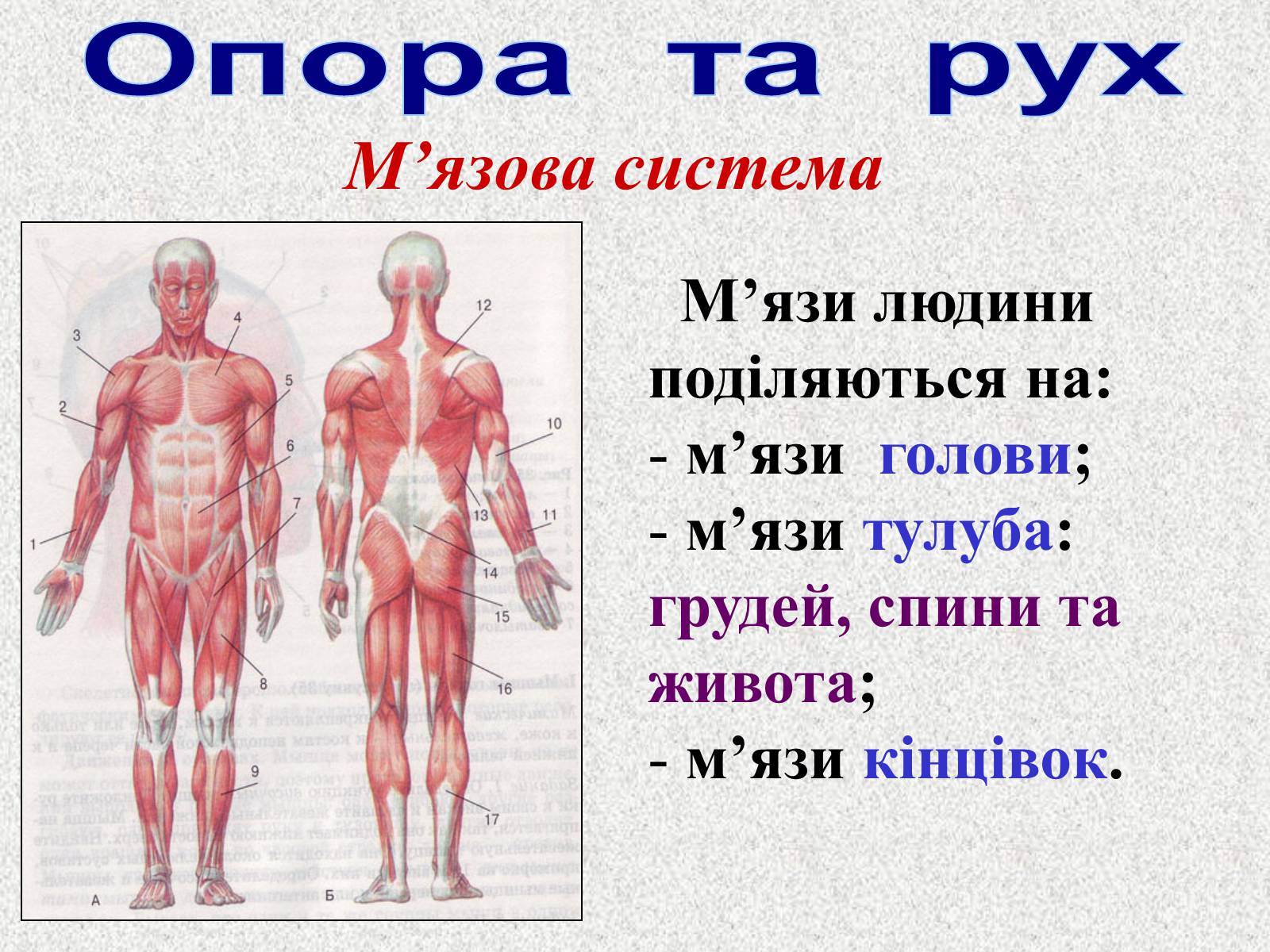 Презентація на тему «Опорно-рухова система людини» - Слайд #69