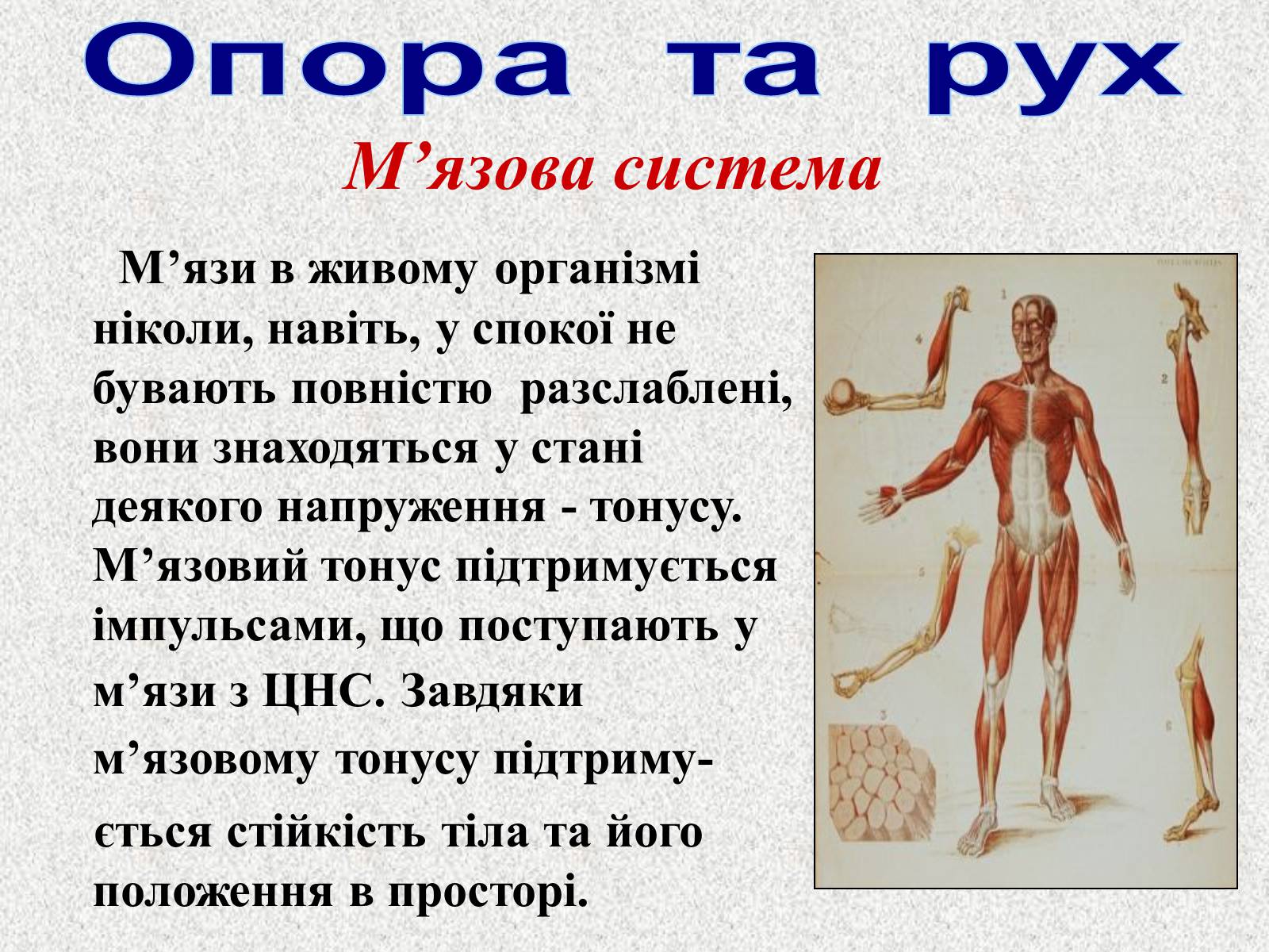 Презентація на тему «Опорно-рухова система людини» - Слайд #73