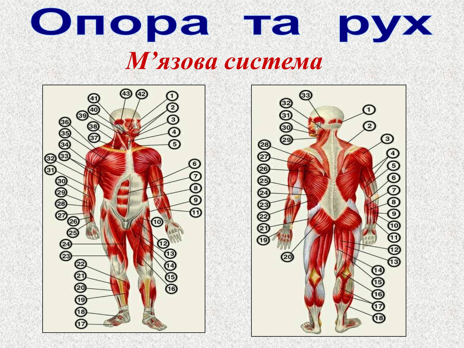 Презентація на тему «Опорно-рухова система людини» - Слайд #75