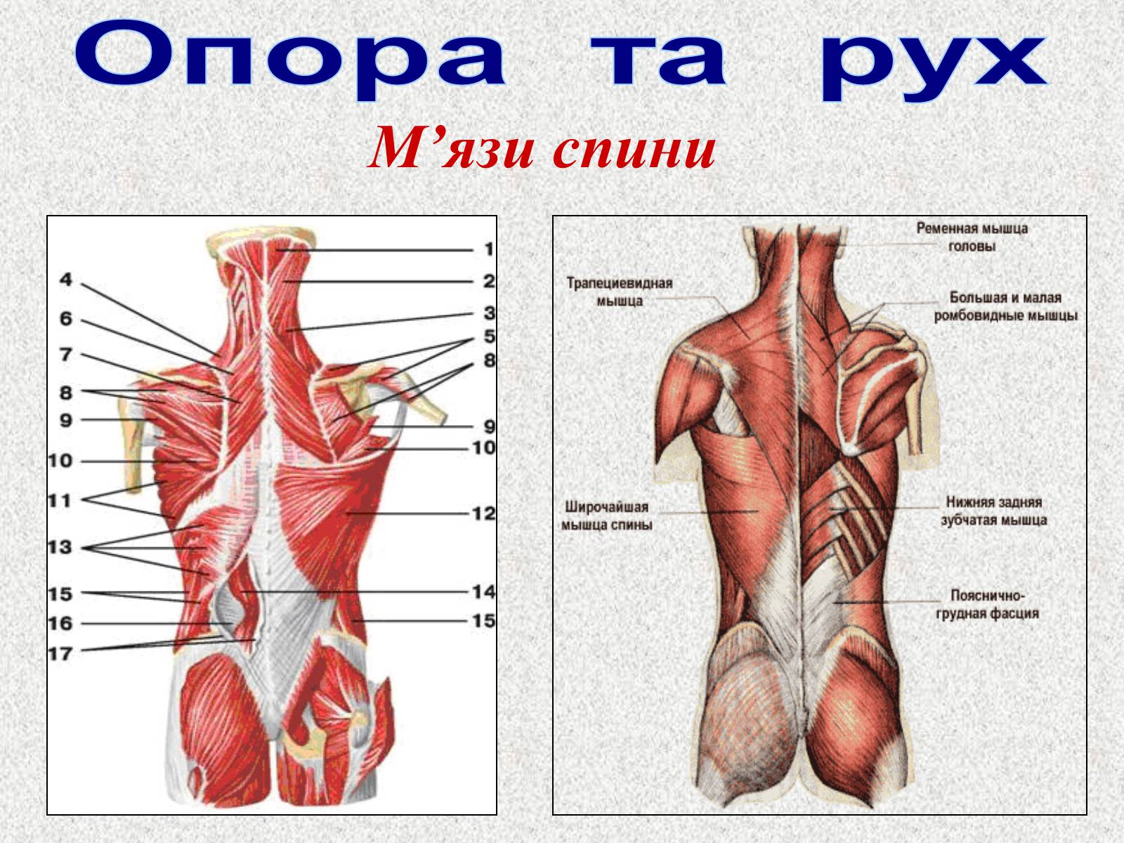 Презентація на тему «Опорно-рухова система людини» - Слайд #80