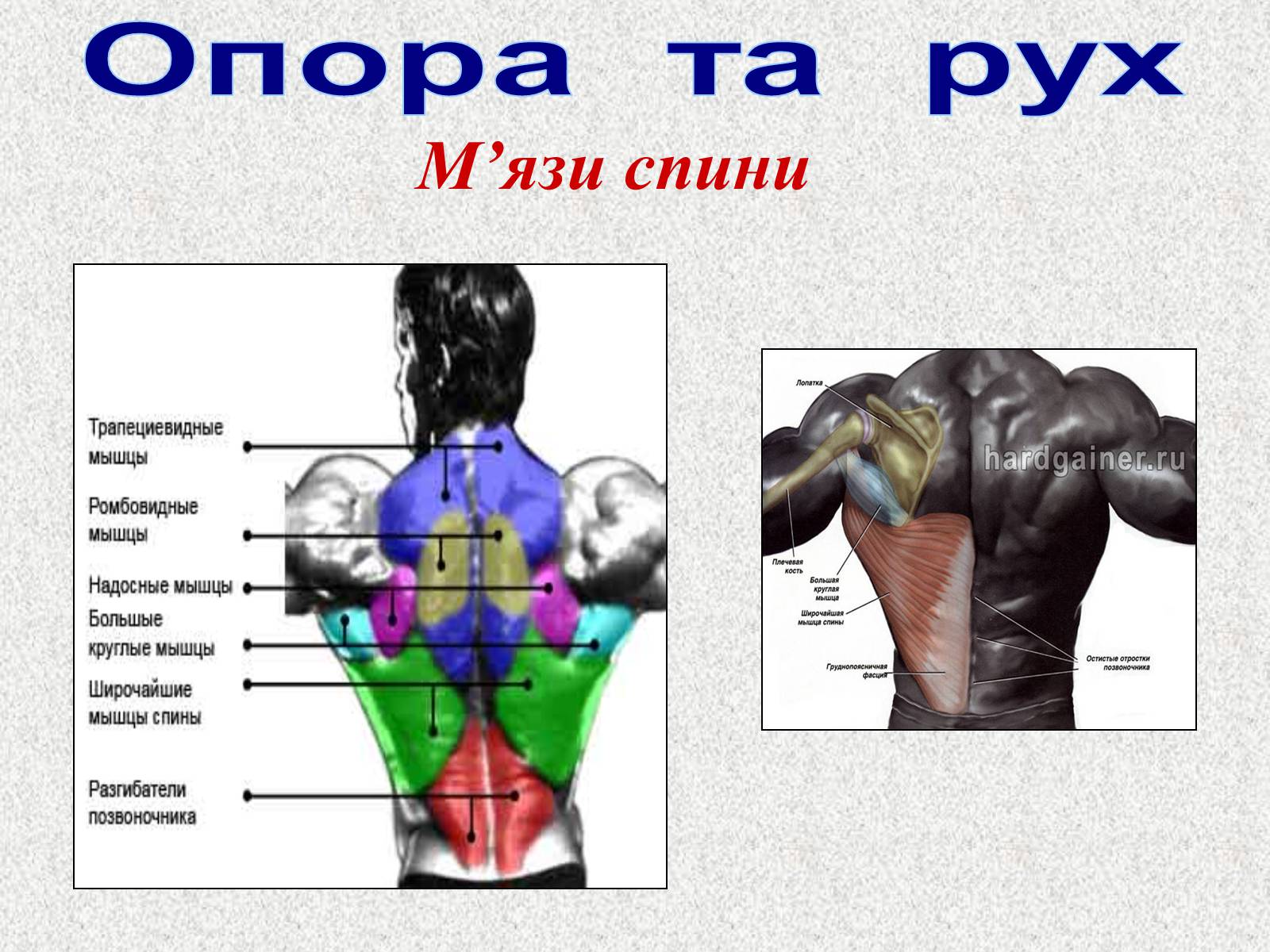 Презентація на тему «Опорно-рухова система людини» - Слайд #82