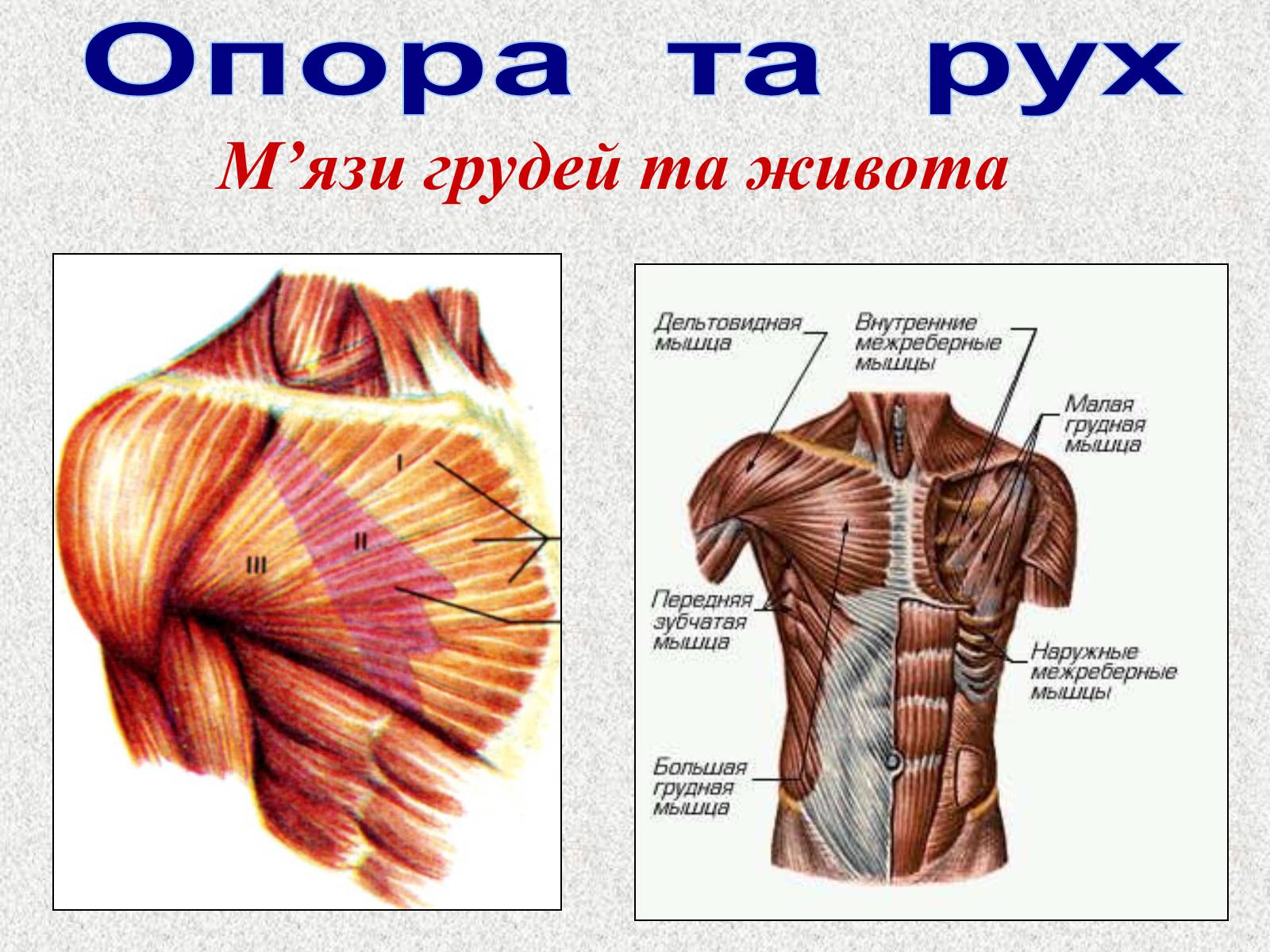 Презентація на тему «Опорно-рухова система людини» - Слайд #83