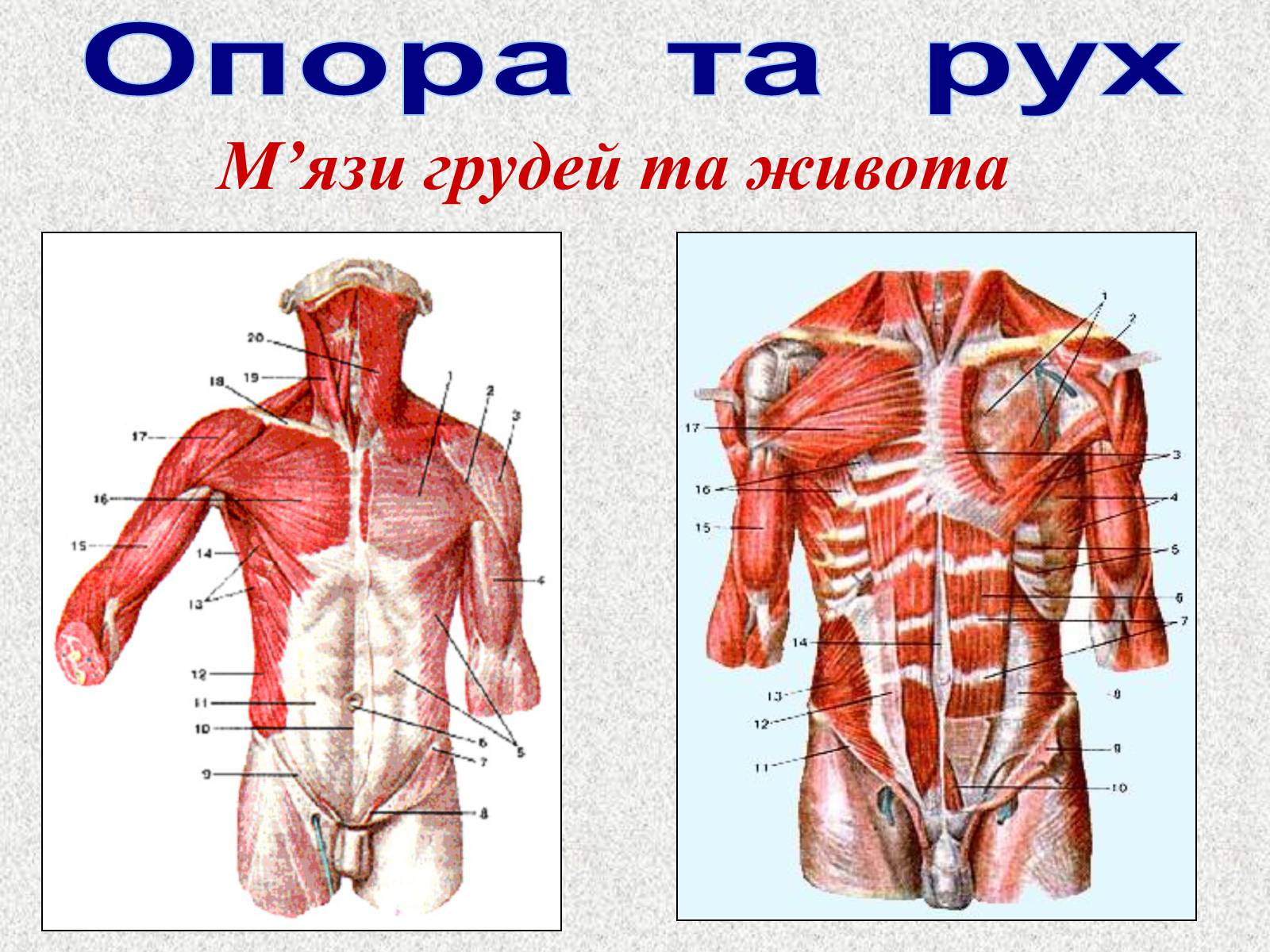 Презентація на тему «Опорно-рухова система людини» - Слайд #84