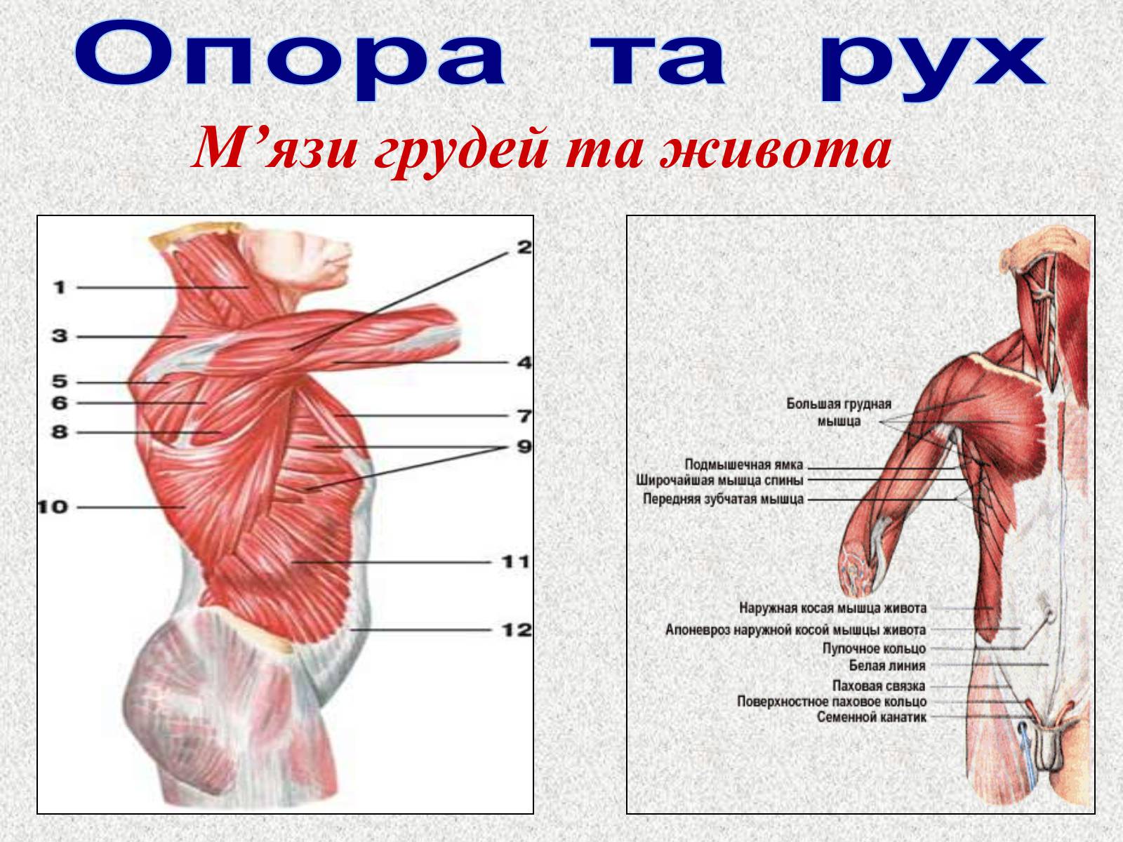 Презентація на тему «Опорно-рухова система людини» - Слайд #86