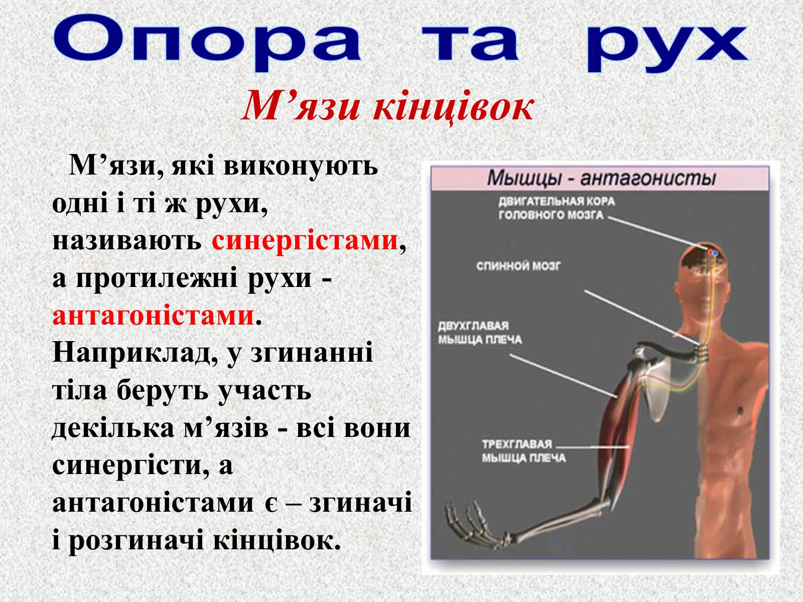 Презентація на тему «Опорно-рухова система людини» - Слайд #88