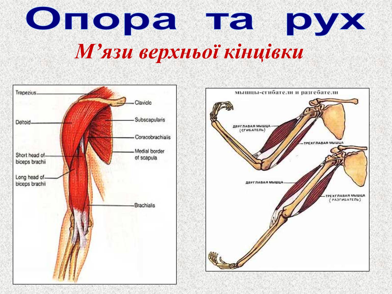 Презентація на тему «Опорно-рухова система людини» - Слайд #90