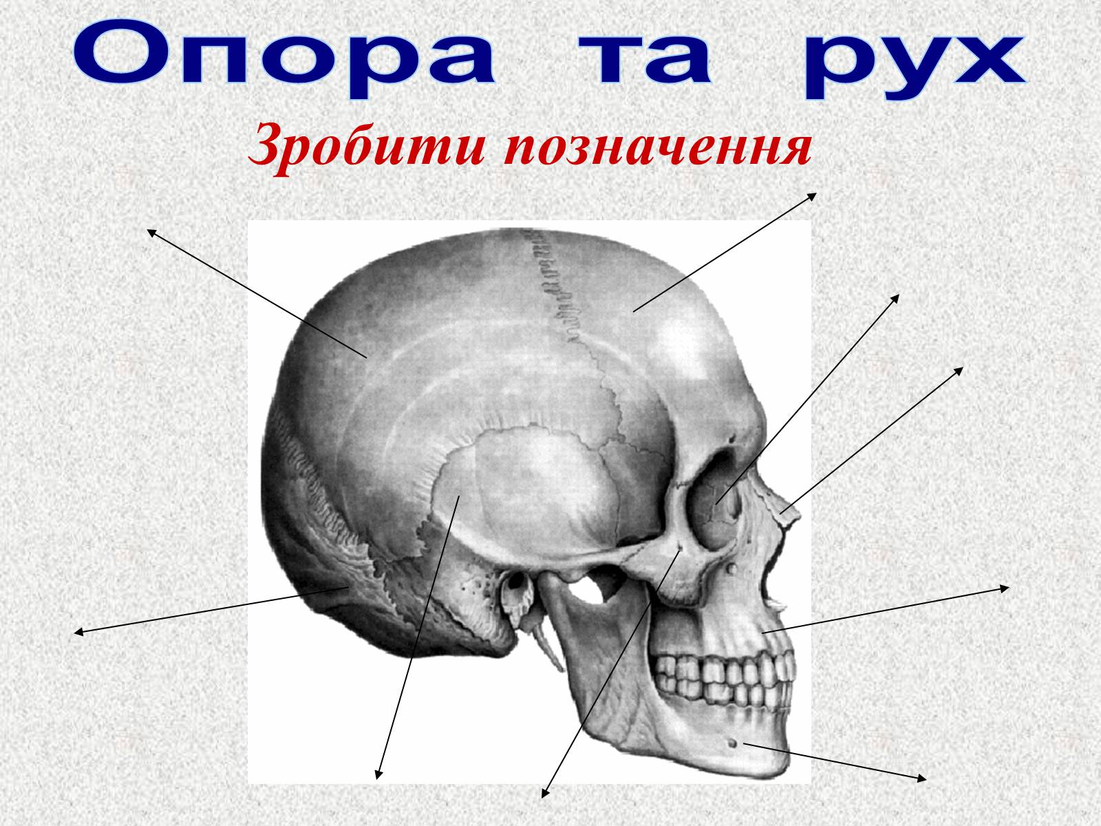 Лицевой скелет черепа. Мозговой отдел и лицевой отдел черепа. Кости лицевого и мозгового отдела черепа. Границы черепа анатомия лицевой мозговой. Строение костей мозгового черепа.