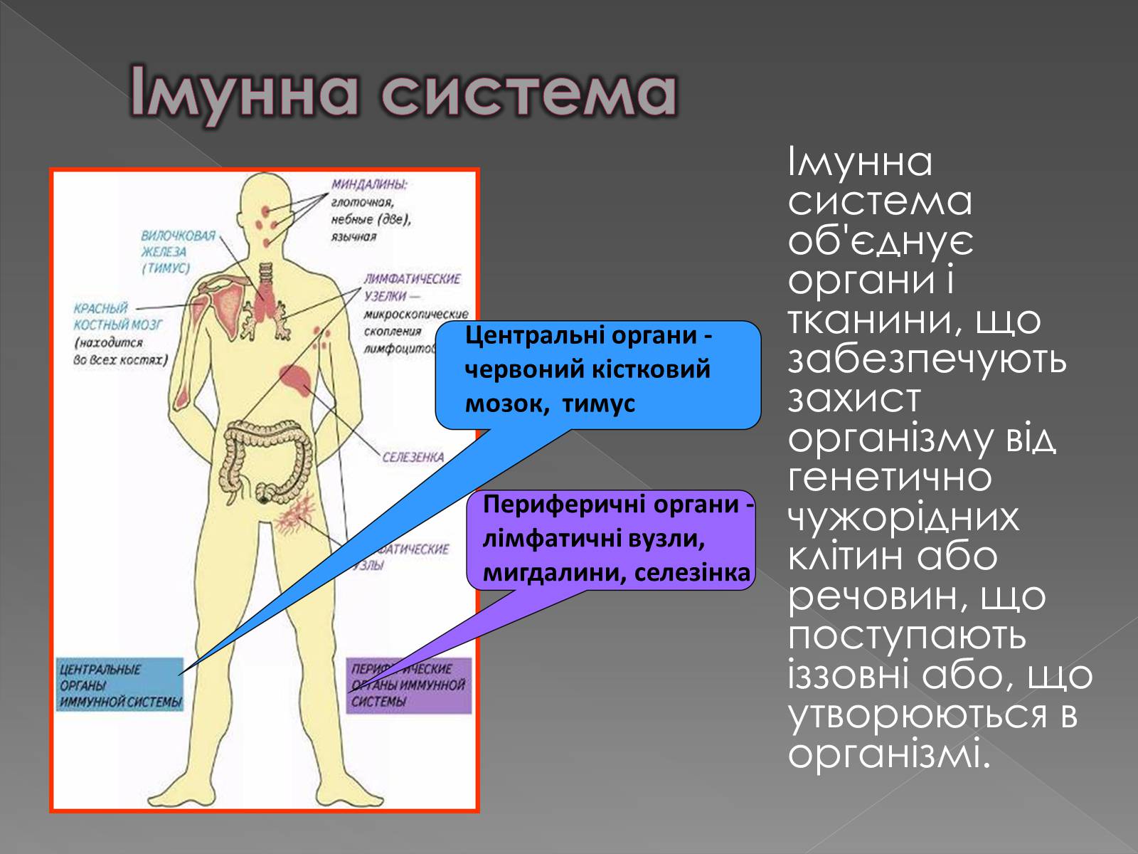 Презентація на тему «Імунітет» (варіант 1) - Слайд #12