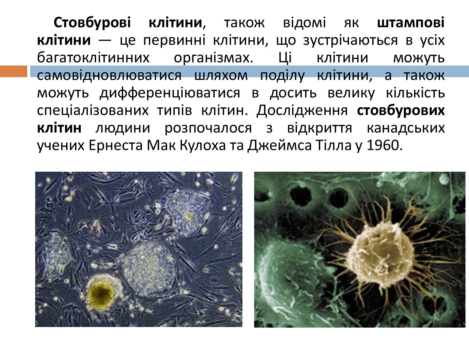 Презентація на тему «Стовбурові клітини» (варіант 5) - Слайд #2
