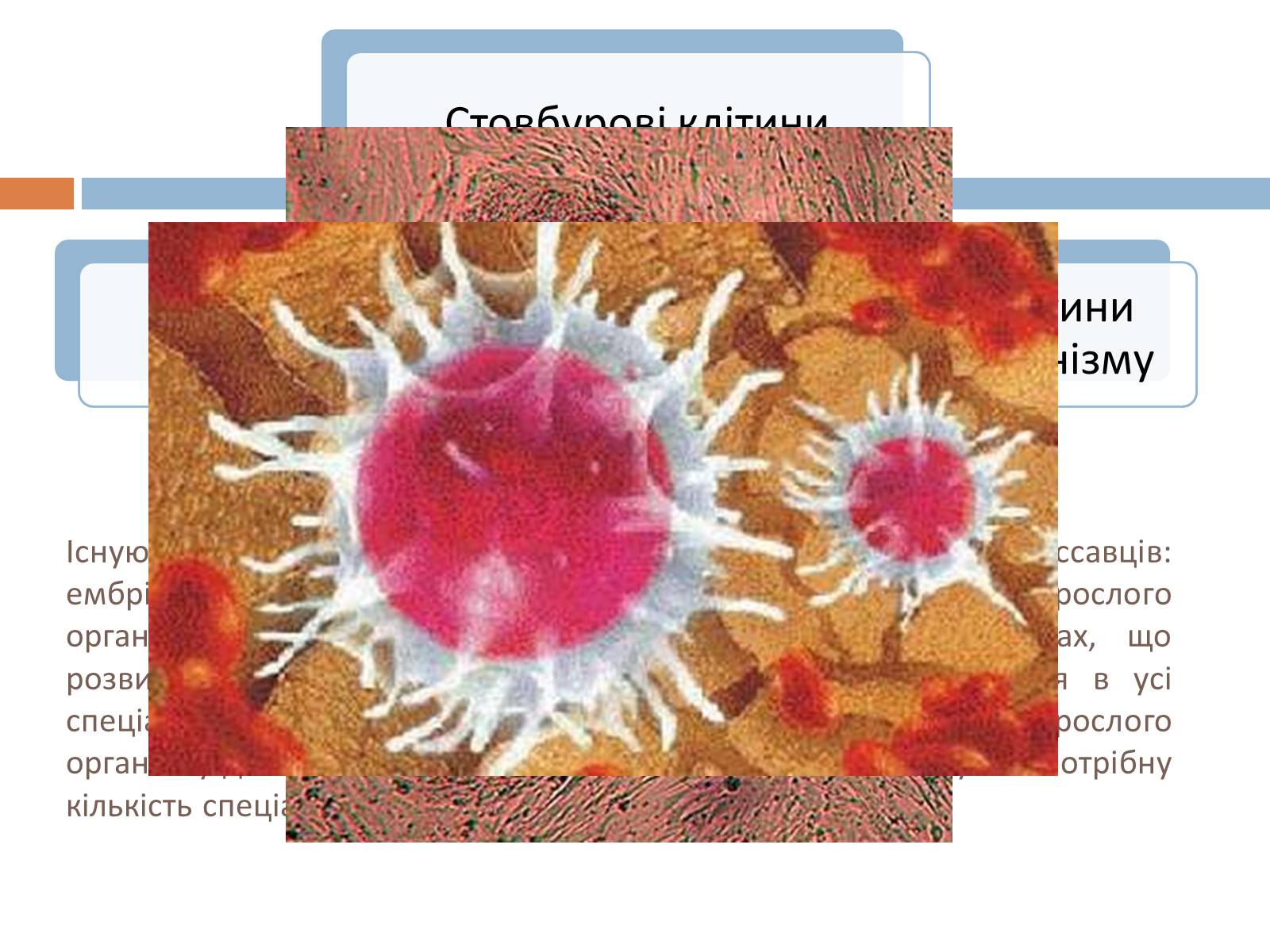 Презентація на тему «Стовбурові клітини» (варіант 5) - Слайд #3