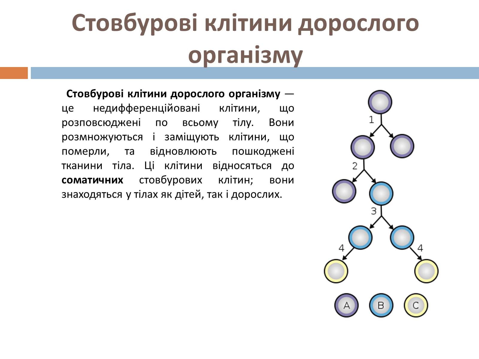 Презентація на тему «Стовбурові клітини» (варіант 5) - Слайд #5