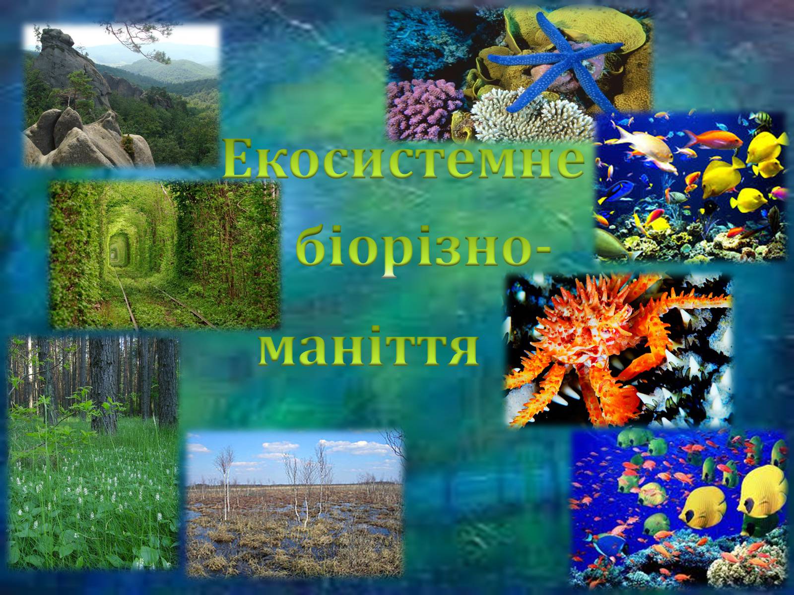 Презентація на тему «Біорізноманіття» (варіант 6) - Слайд #9