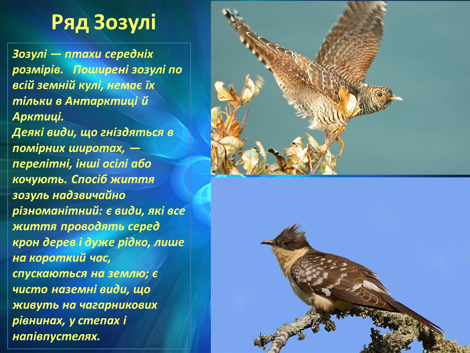 Презентація на тему «Різноманітність птахів» (варіант 2) - Слайд #5