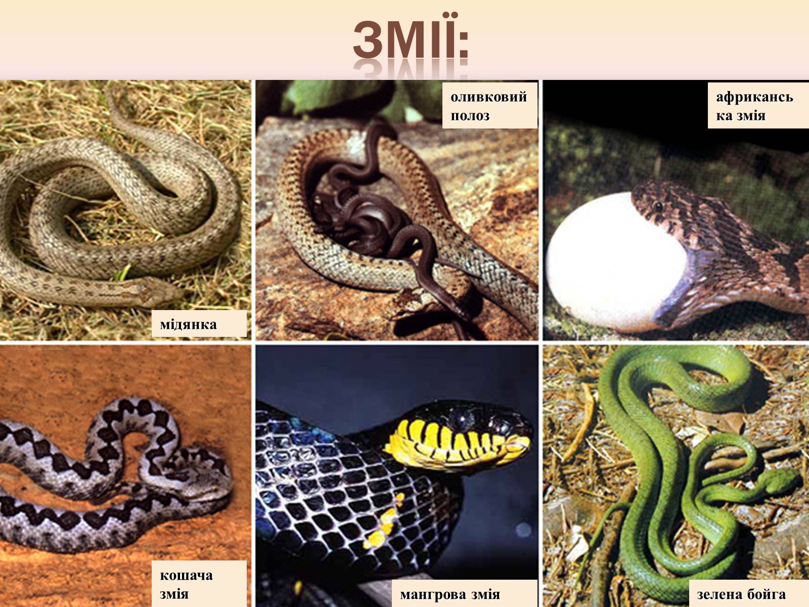Змеи какой отряд. Многообразие змей. Класс пресмыкающиеся змеи. Ядовитые рептилии. Многообразие неядовитых змей.