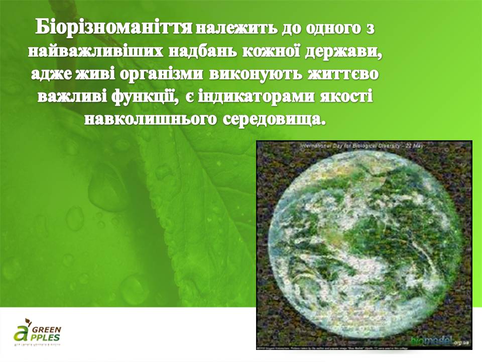 Презентація на тему «Біорізноманіття» (варіант 10) - Слайд #12