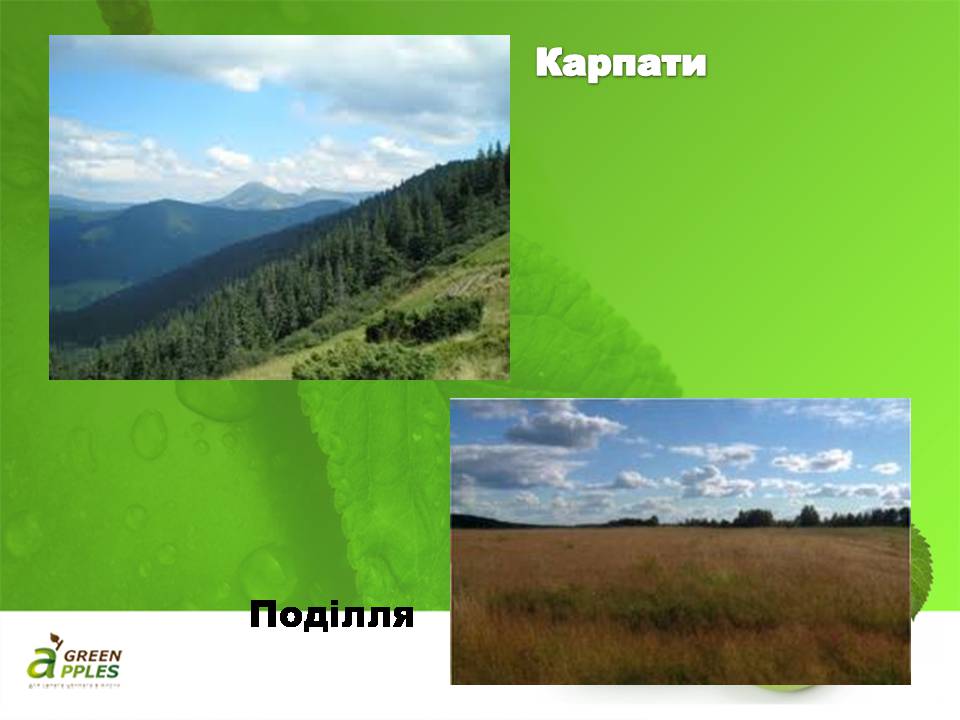 Презентація на тему «Біорізноманіття» (варіант 10) - Слайд #20