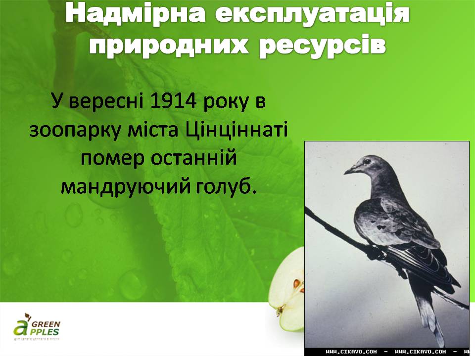 Презентація на тему «Біорізноманіття» (варіант 10) - Слайд #8