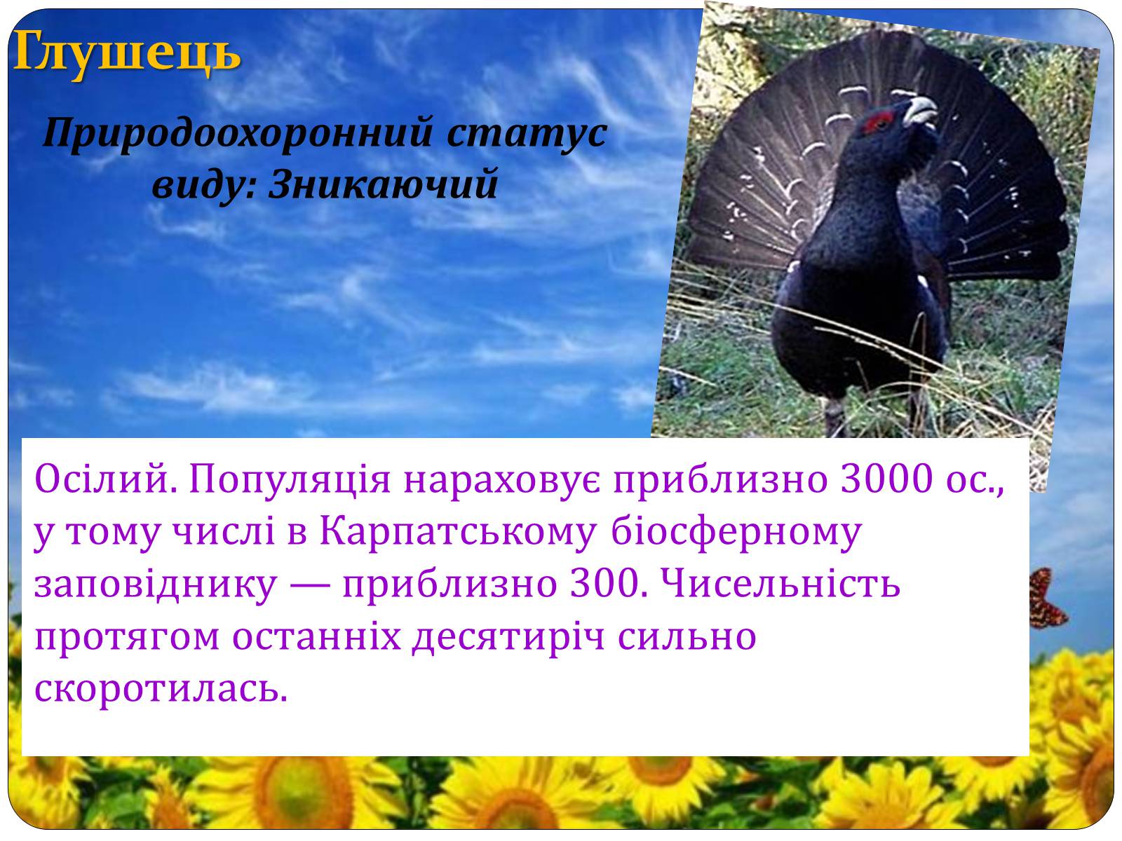 Презентація на тему «Птахи занесені до Червоної книги України» - Слайд #21