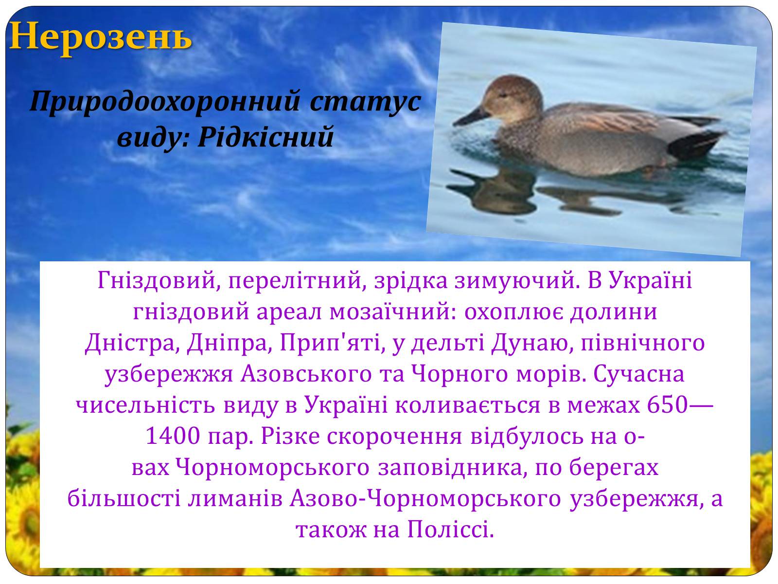 Презентація на тему «Птахи занесені до Червоної книги України» - Слайд #31