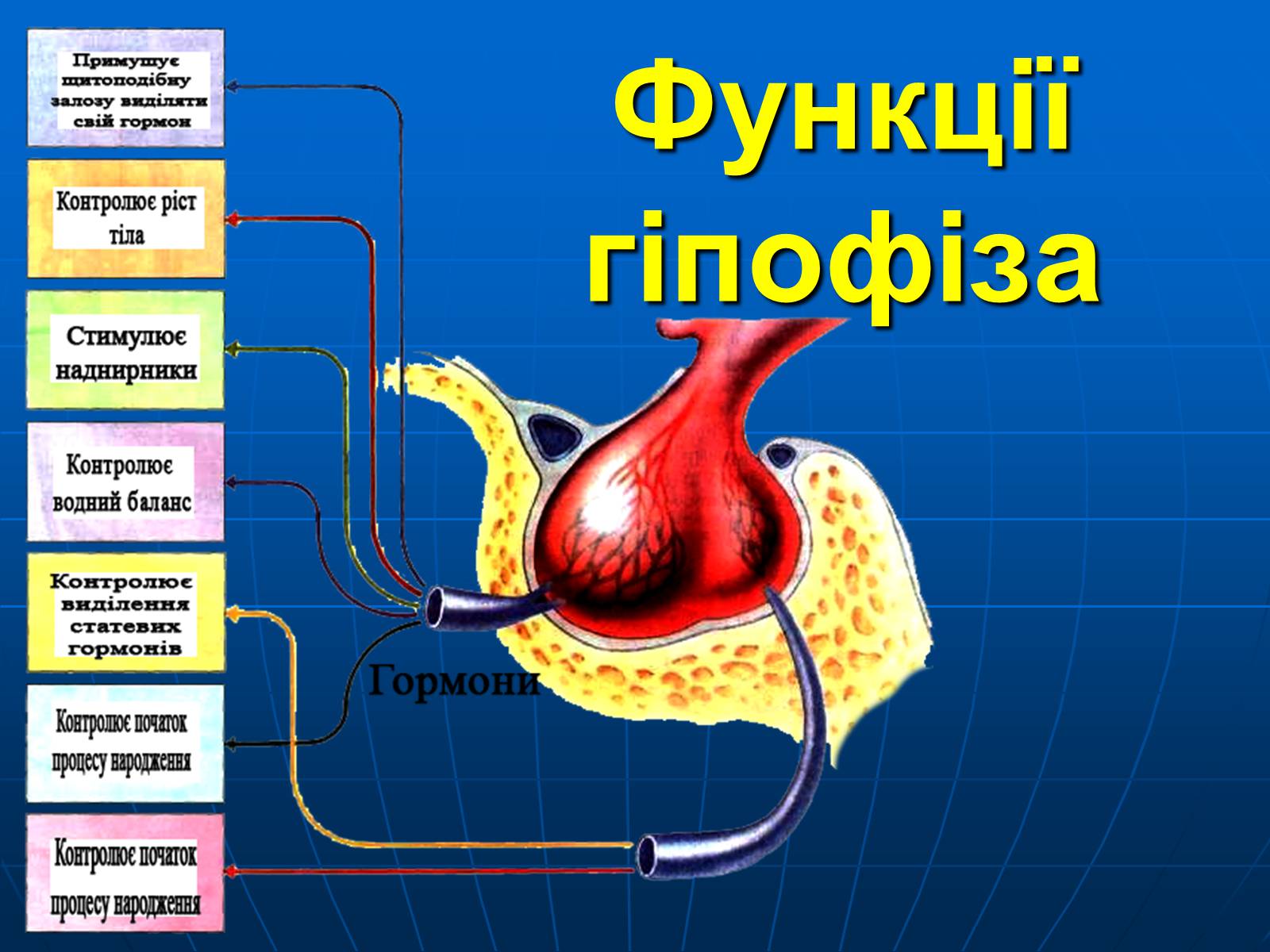 Презентація на тему «Залози внутрішньої секреції» - Слайд #11