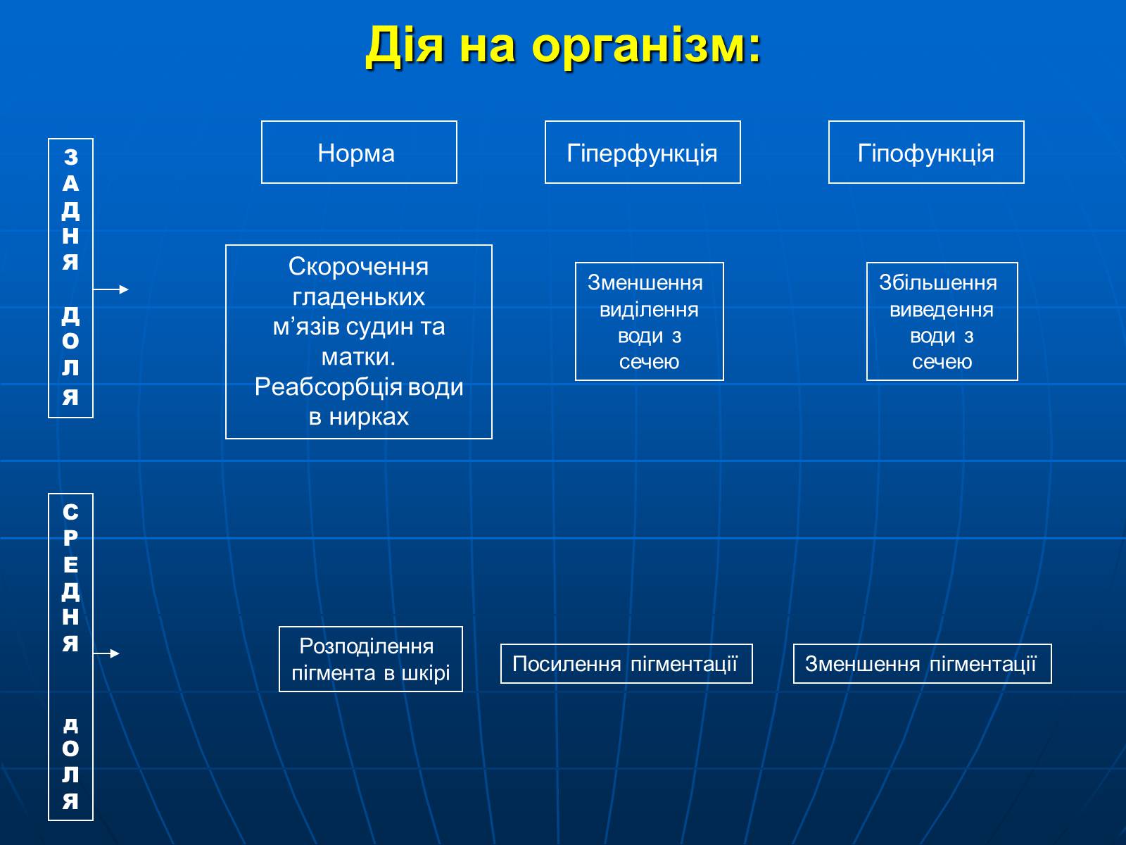 Презентація на тему «Залози внутрішньої секреції» - Слайд #13