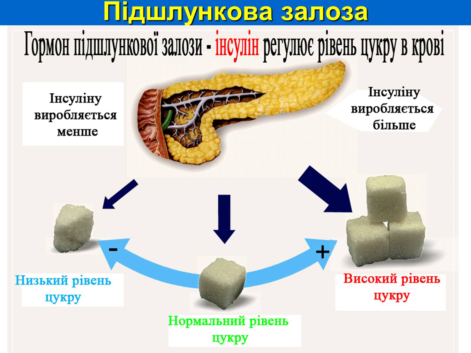 Презентація на тему «Залози внутрішньої секреції» - Слайд #28