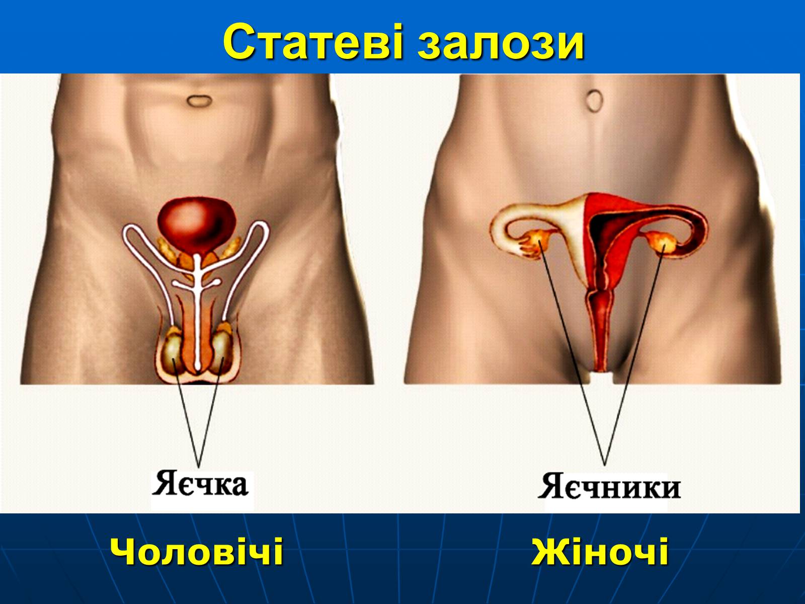 Презентація на тему «Залози внутрішньої секреції» - Слайд #33