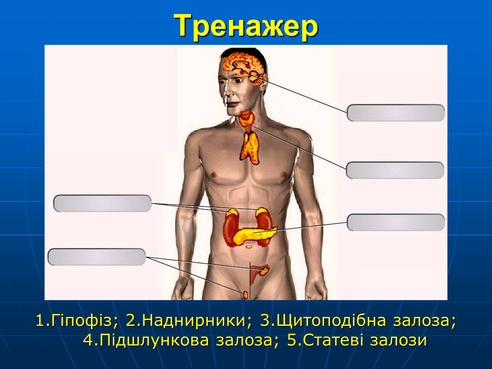 Презентація на тему «Залози внутрішньої секреції» - Слайд #38