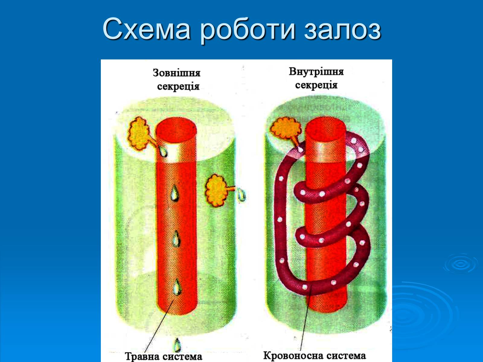 Презентація на тему «Залози внутрішньої секреції» - Слайд #5